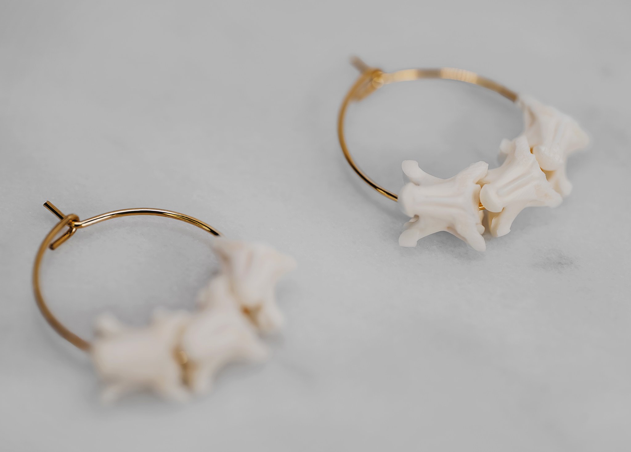 Canis Calva-75RS.jpg