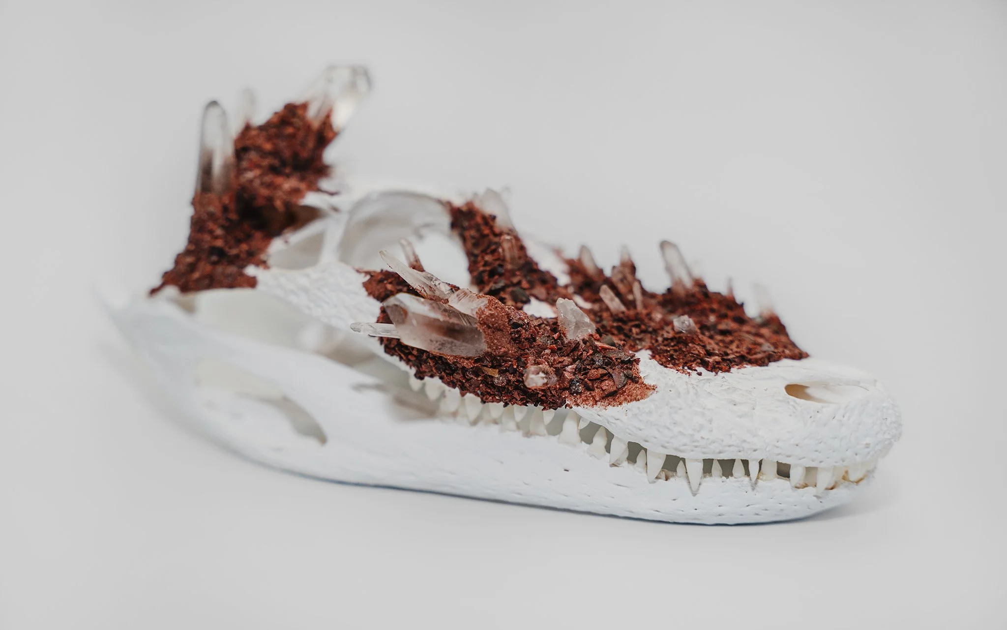 Canis Calva - Alligator_002RS.jpg