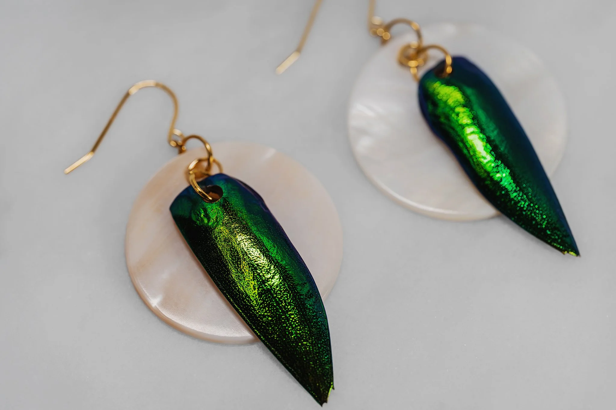 Canis Calva-61RS.jpg