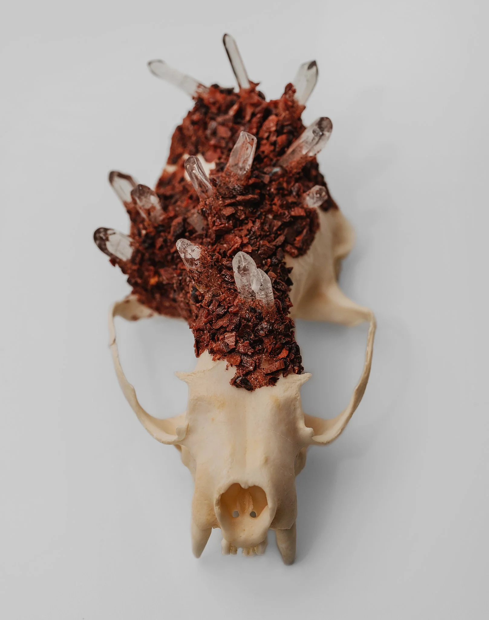 Canis Calva-11RS.jpg