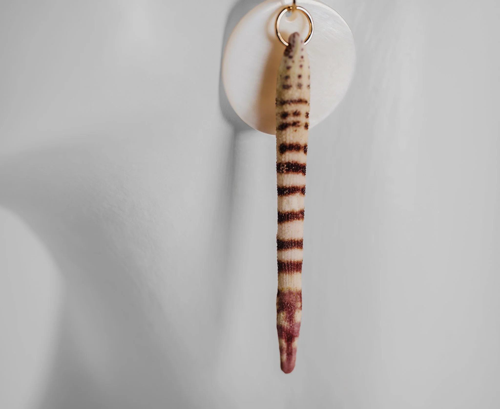 Canis Calva-68RS.jpg