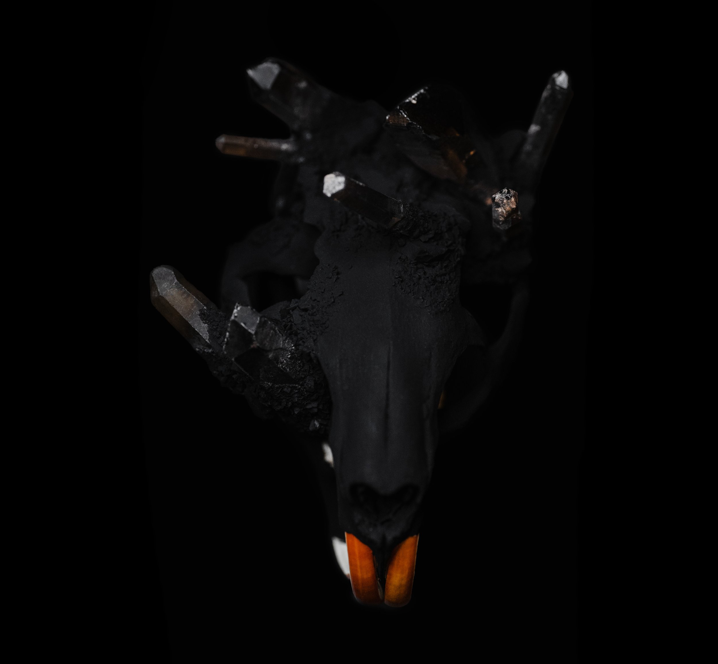 Skull_Nutria02_005.jpg