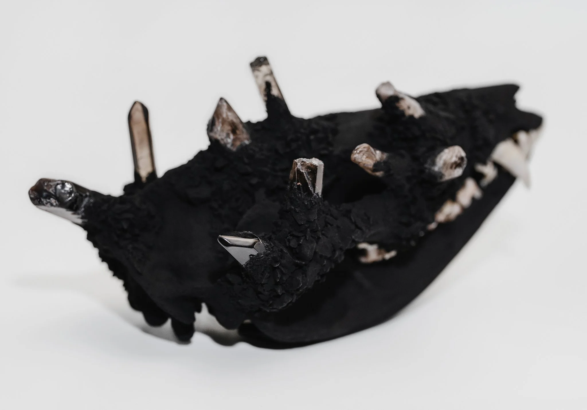 Canis Calva - Opossum-3RS.jpg