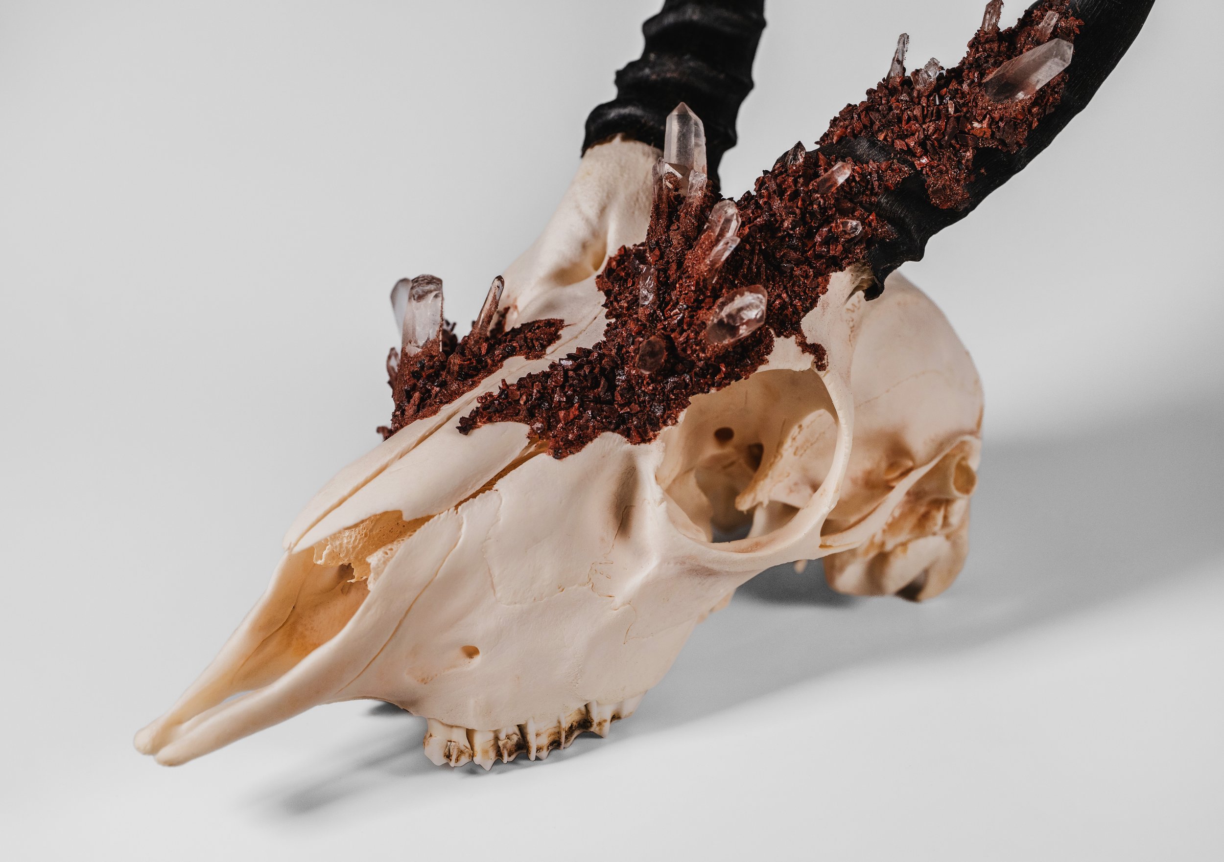 Canis Calva-106.jpg