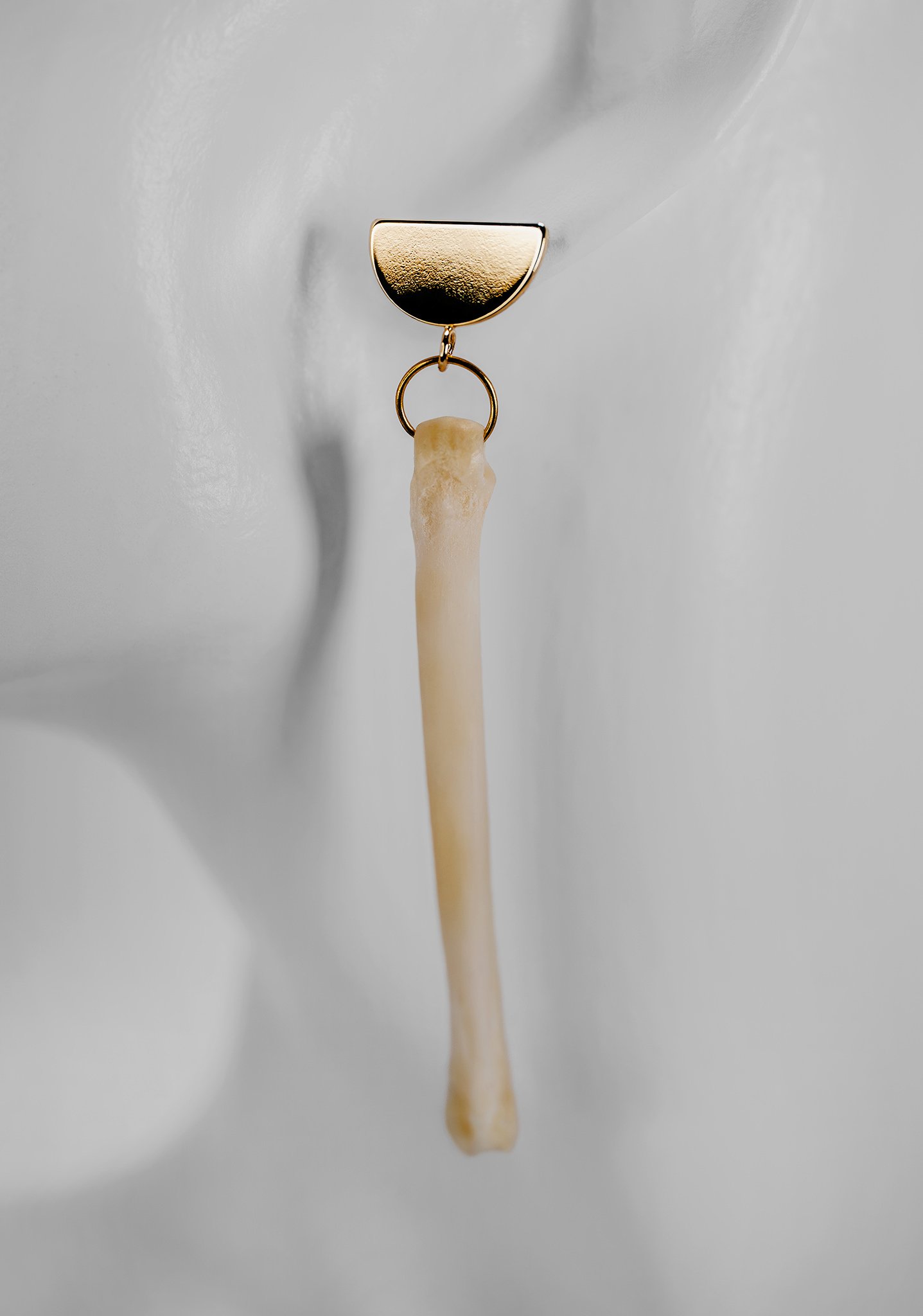 Canis Calva-31RS.jpg