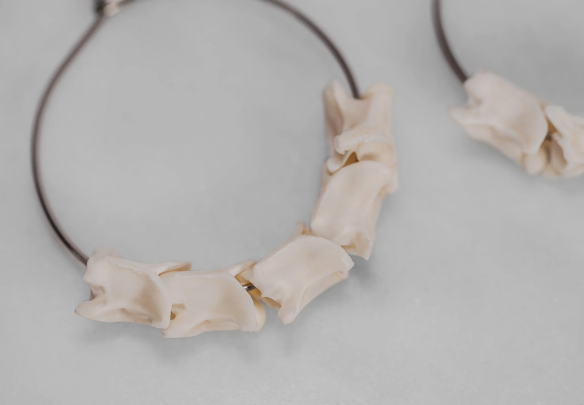 Canis Calva-72RS.jpg