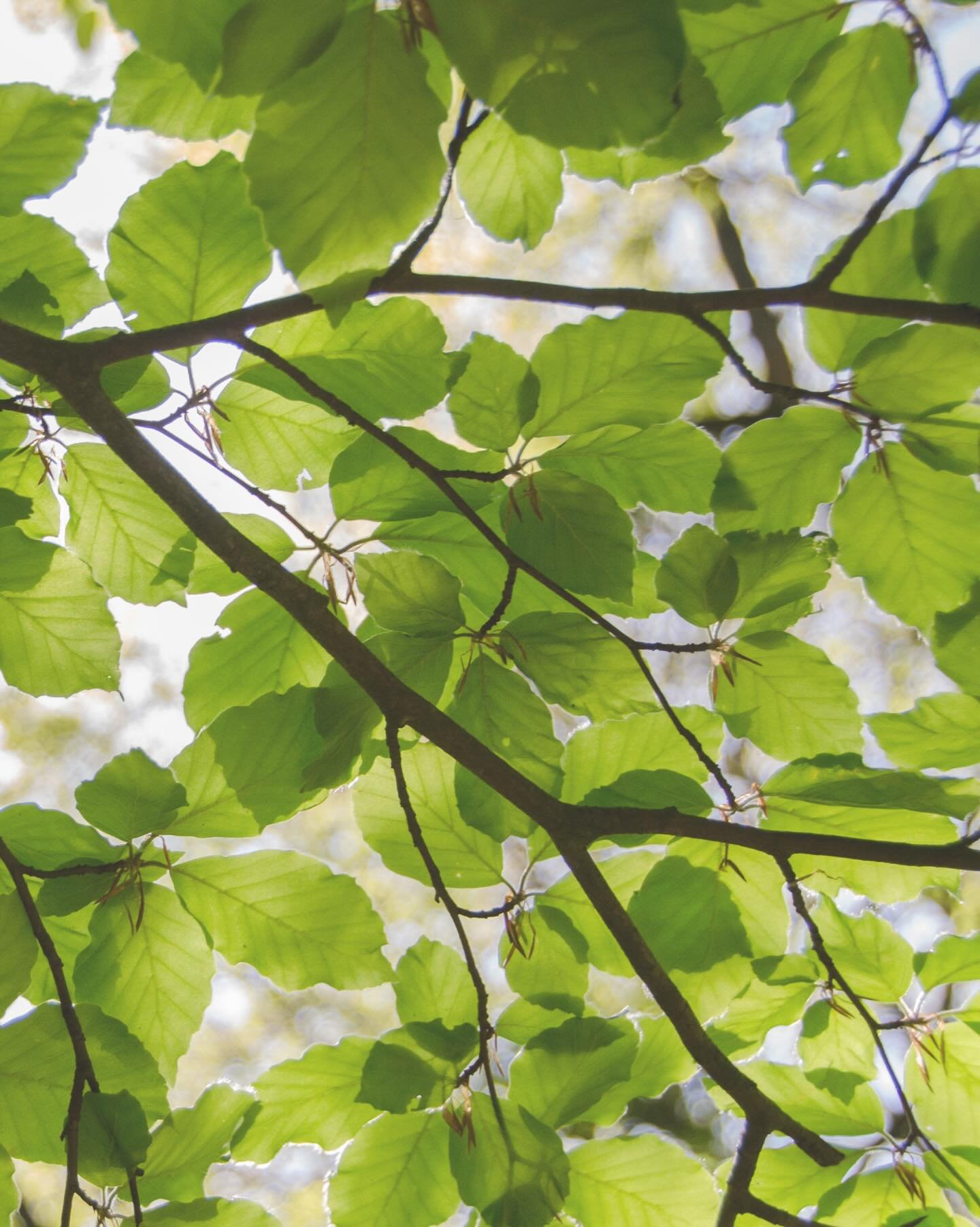 &ldquo;When I have been listened to and heard, I am able to re-perceive my world in a new way and to go on.&rdquo; &mdash; Carl R. Rogers

There is a quiet power in being truly heard. In a therapeutic space of non-judgemental, empathic listening, wha