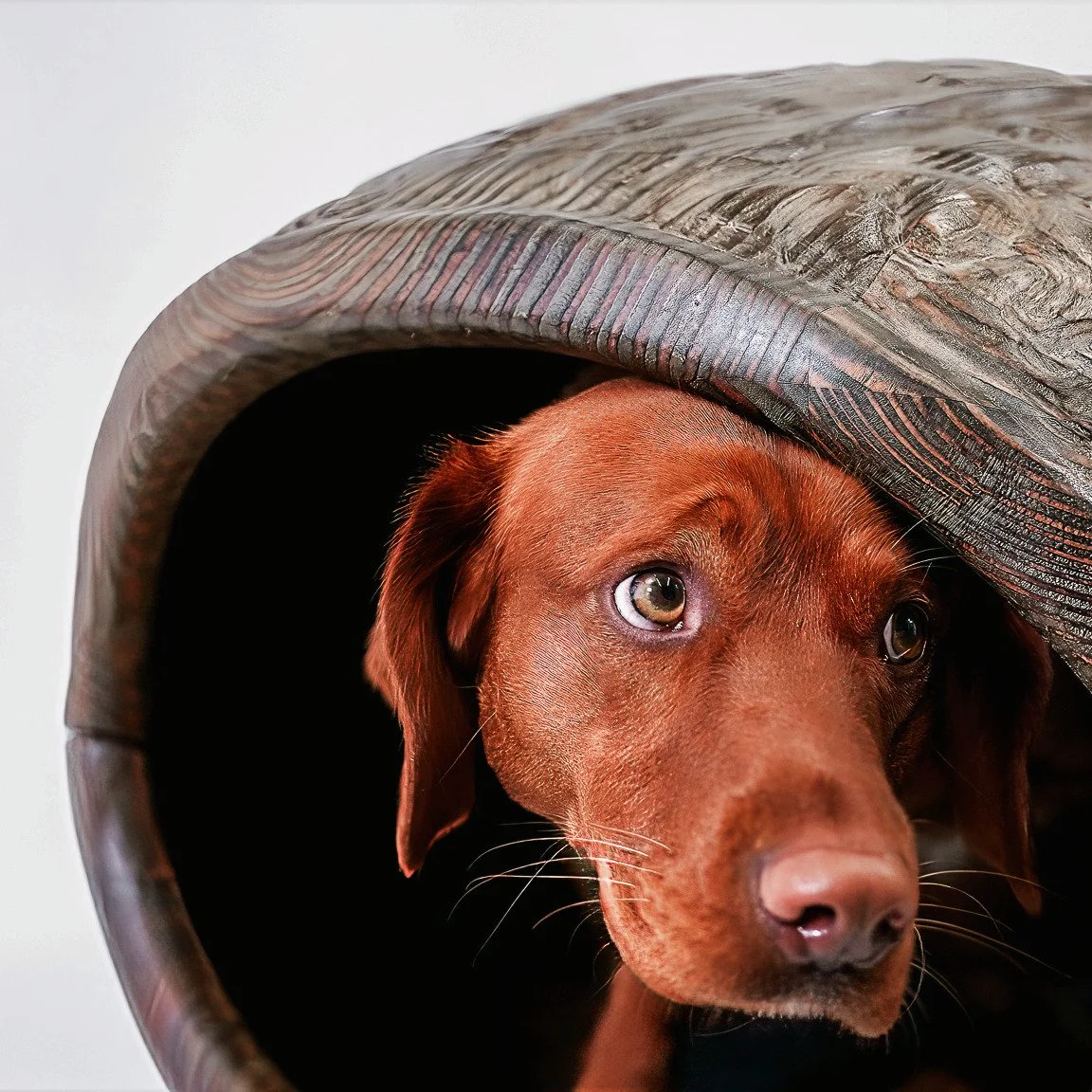 It's Sandy the Dog! A wonderful part of the @ecearchitecture &amp; @millimetremakes #Barkitecture project for #Goodwoof in Chichester. 

If you have no idea what any of that is... then read the behind-the-scenes article on my site. 

Link in the bio!