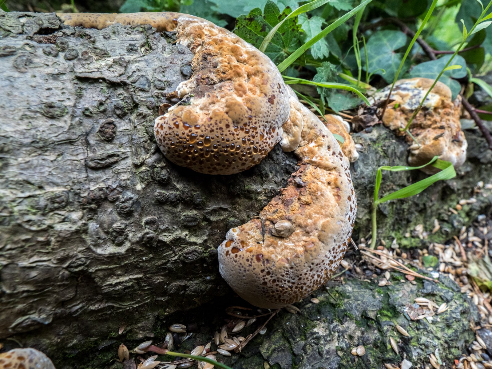 PA170140.jpg