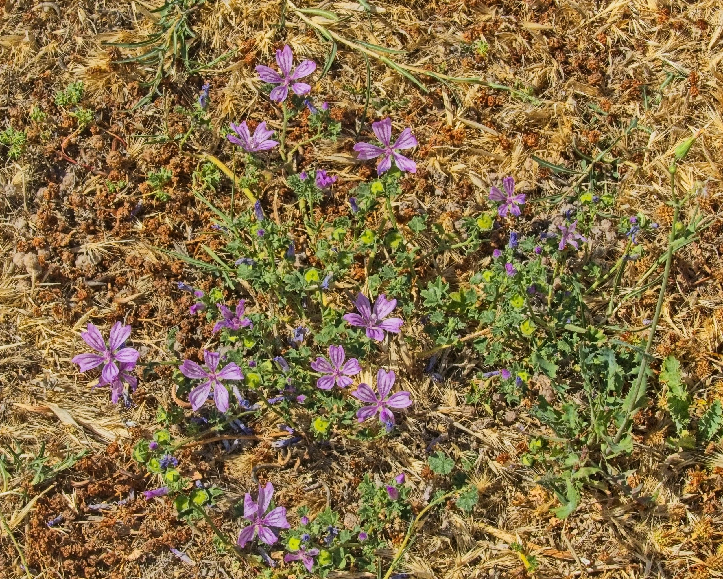 P1100826.jpg