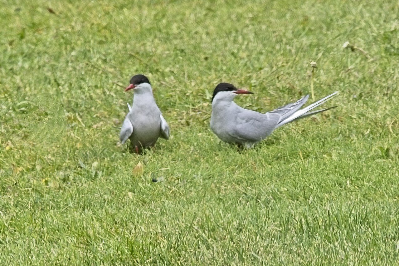 DSC_0265.jpg