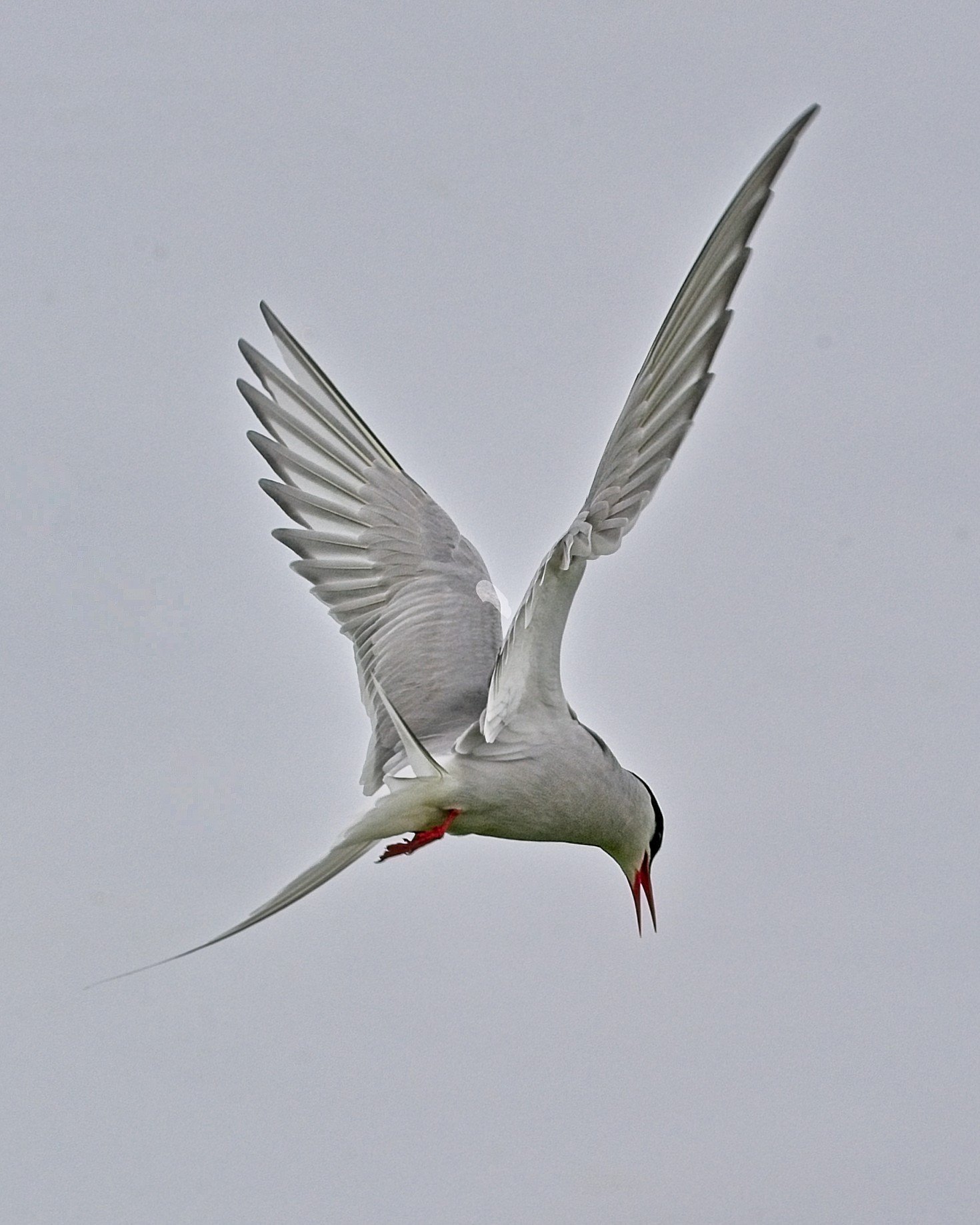 DSC_0121.jpg