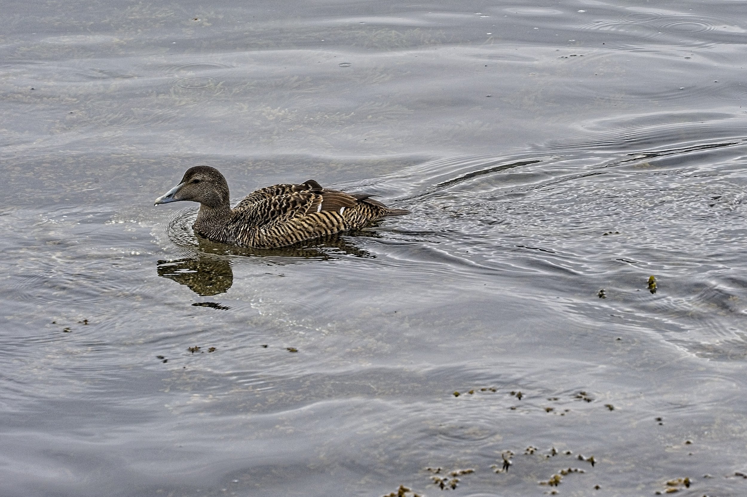 DSC_9954.jpg