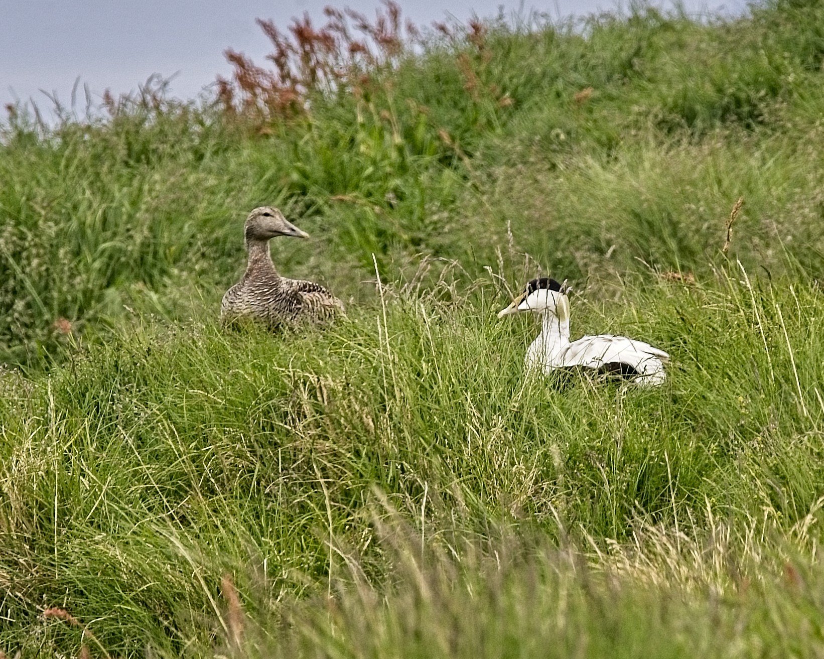 DSC_0241.jpg