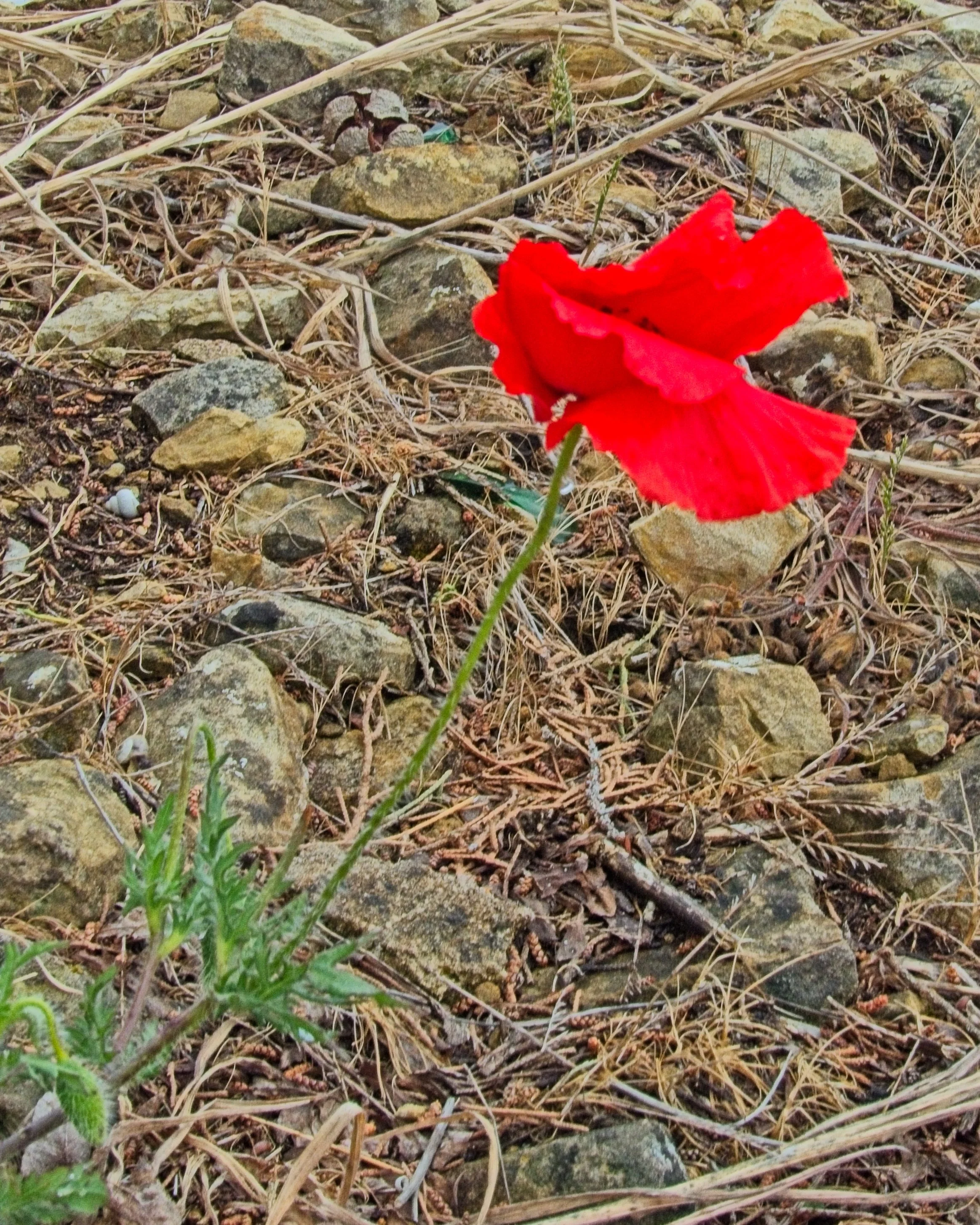 P1100121.jpg