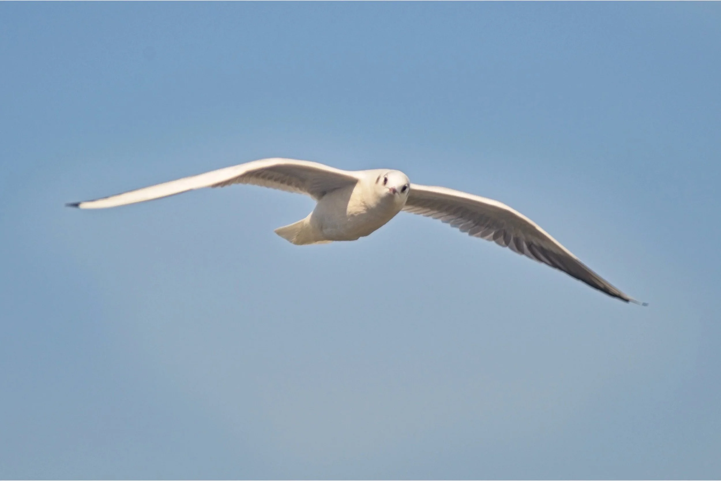 DSC_9616.jpg