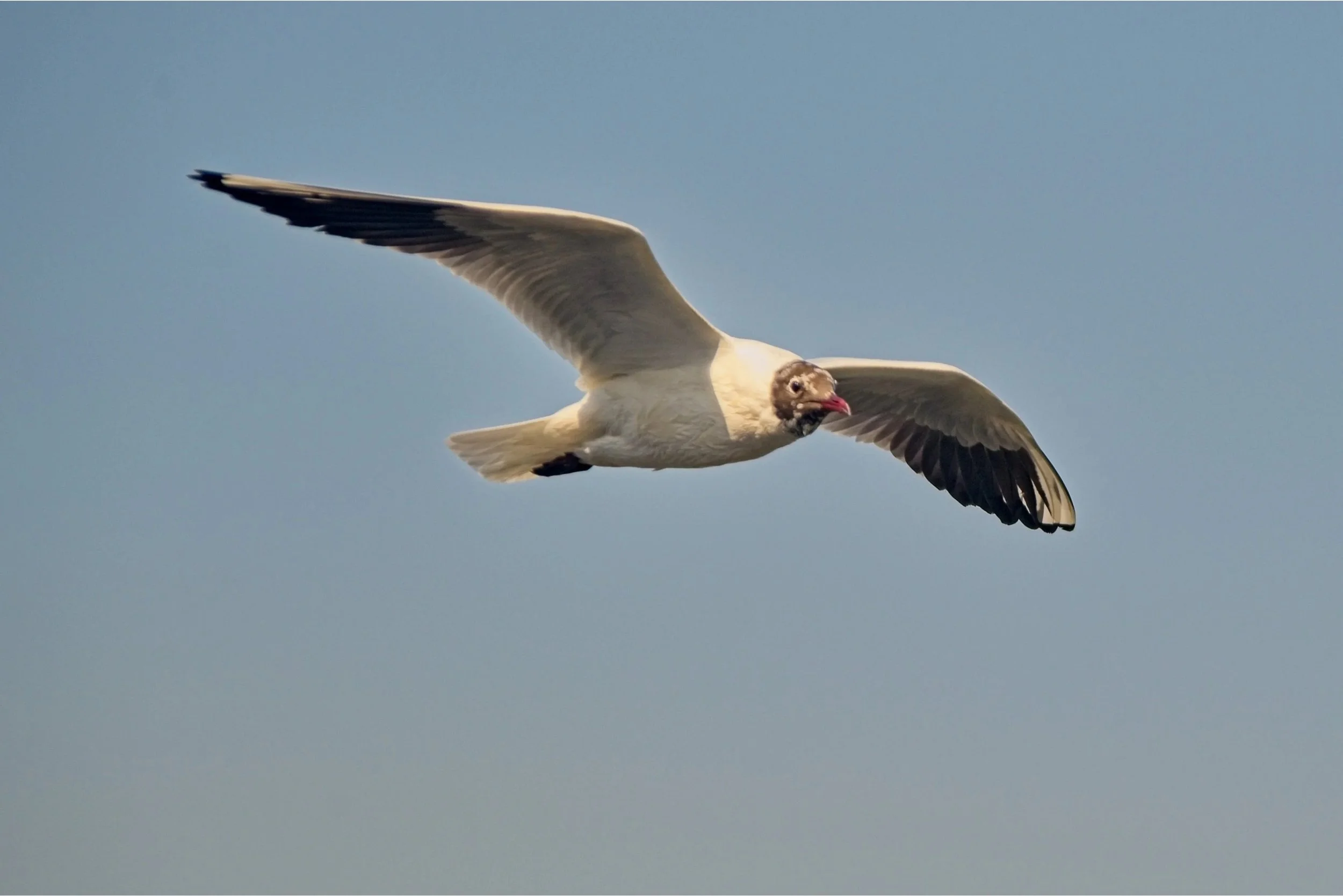 DSC_9618.jpg