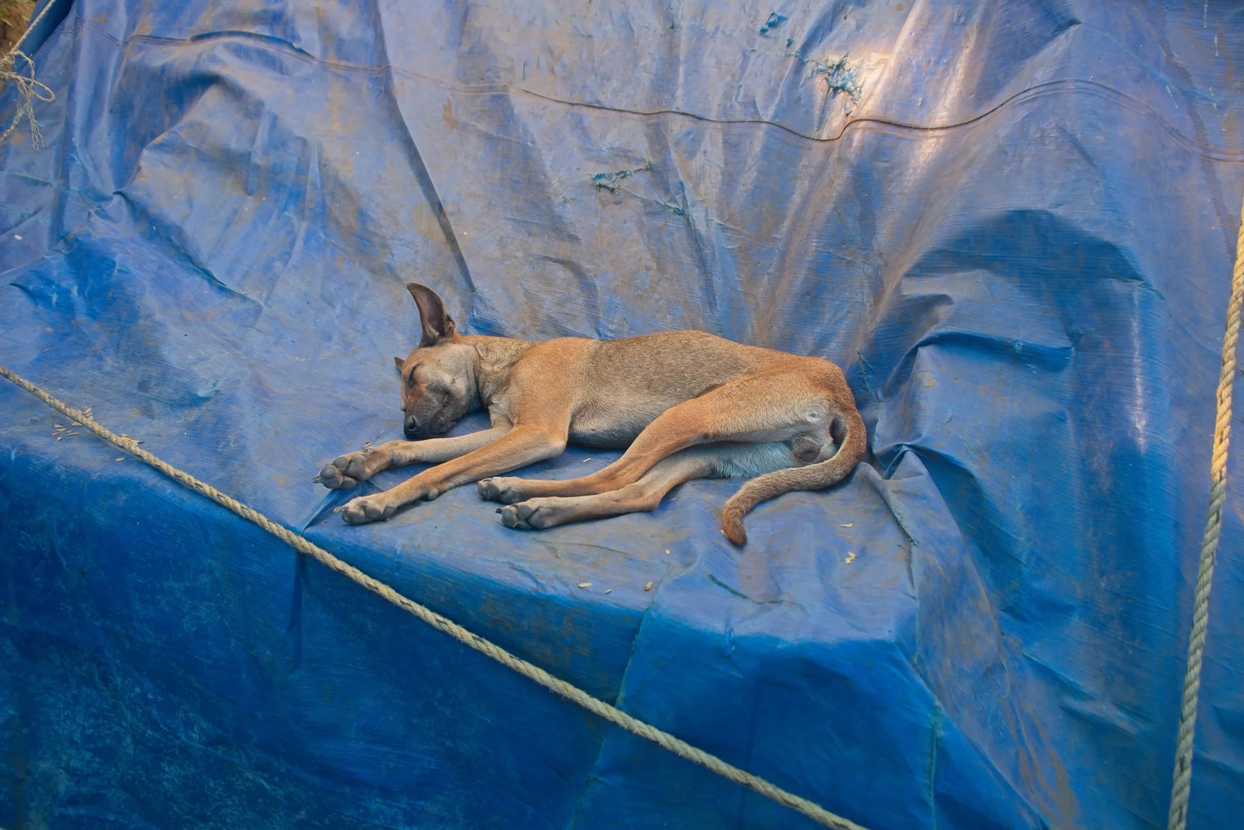 Let sleeping dogs lie!