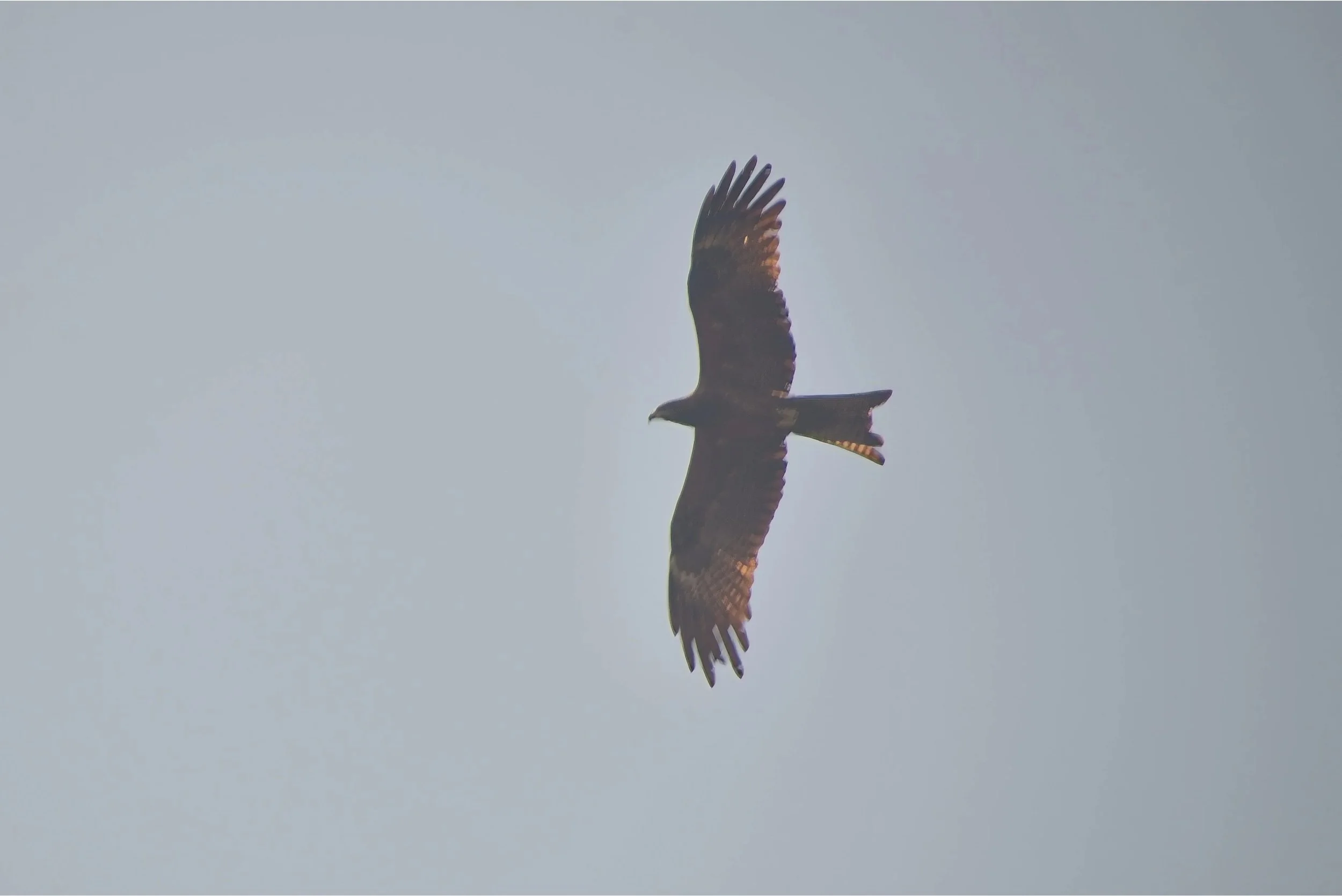 Kite