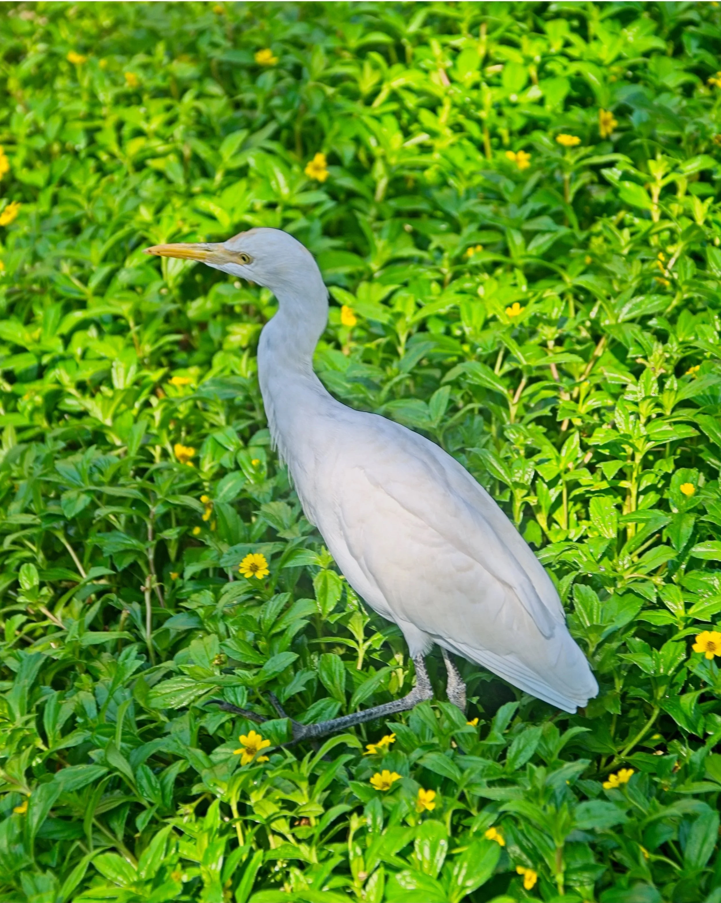 DSC_9660.jpg