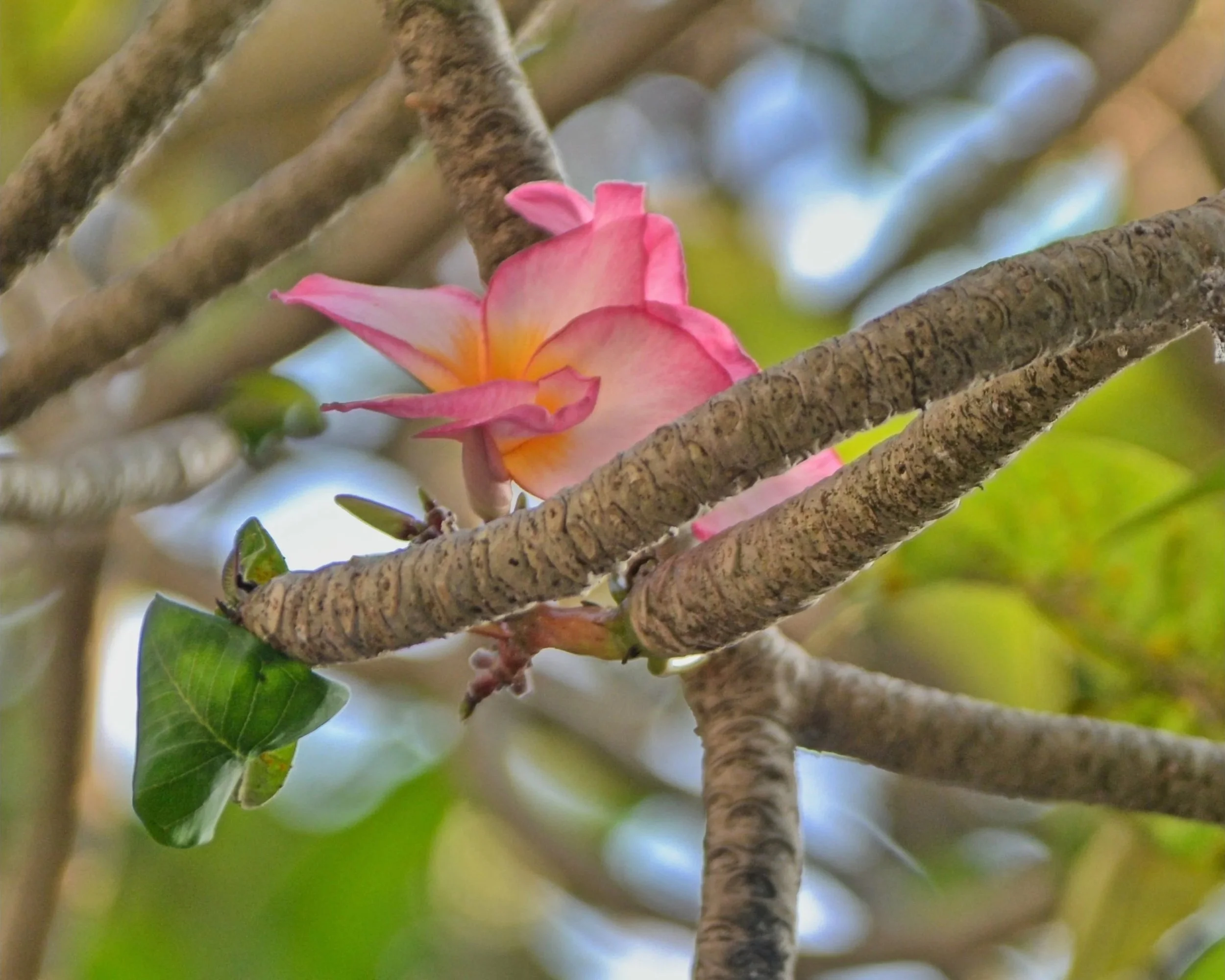 DSC_9977.jpg