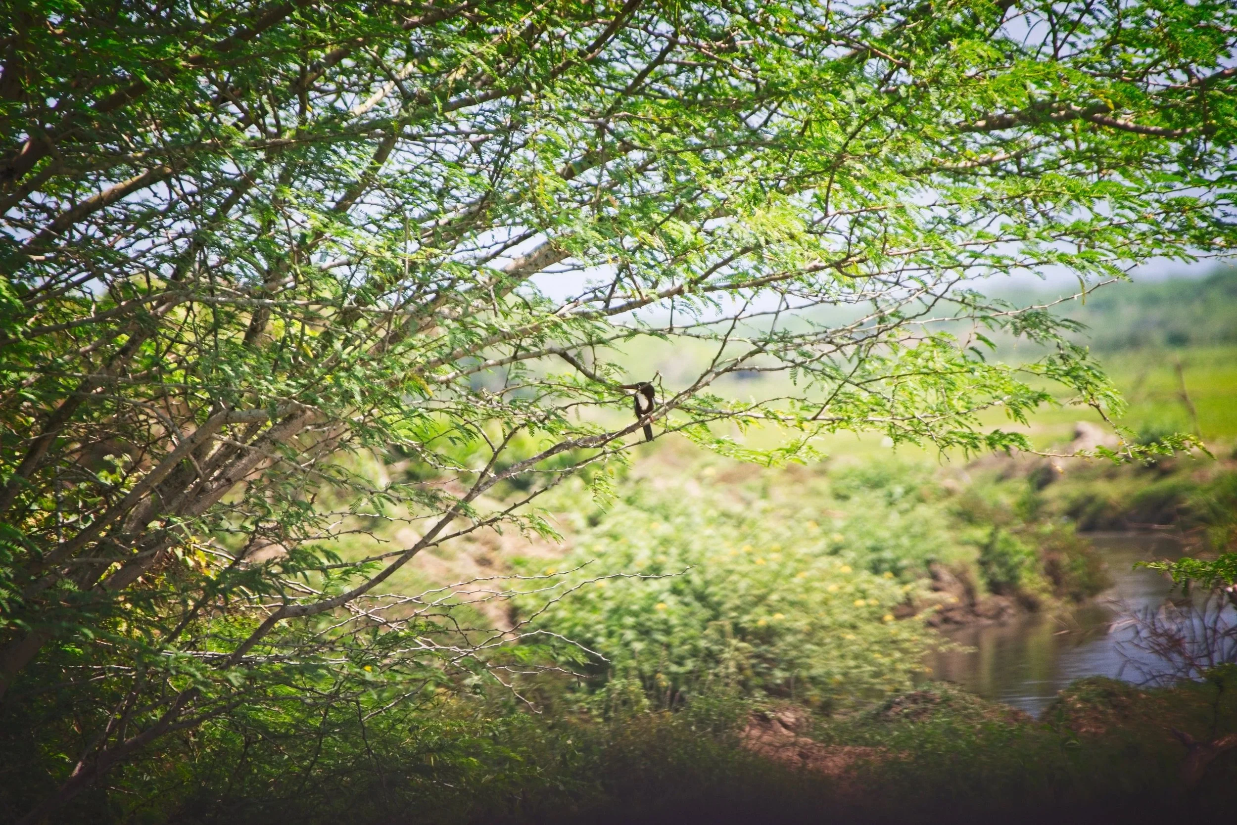 White Throated Kingfisher