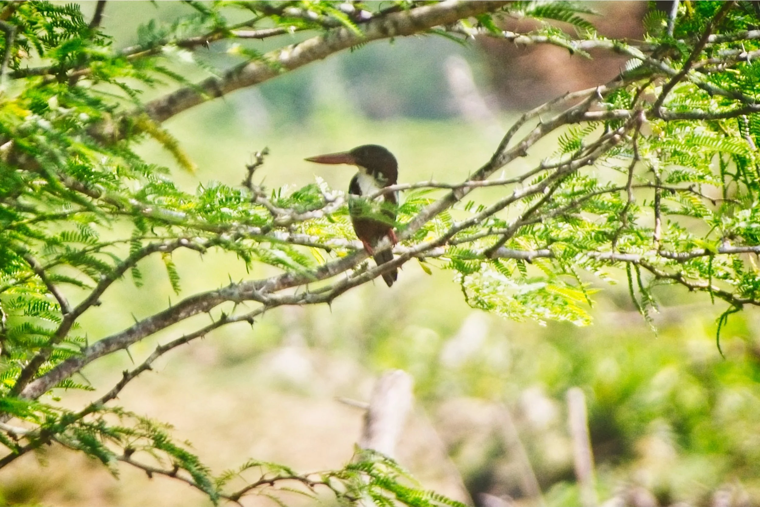 White Throated Kingfisher