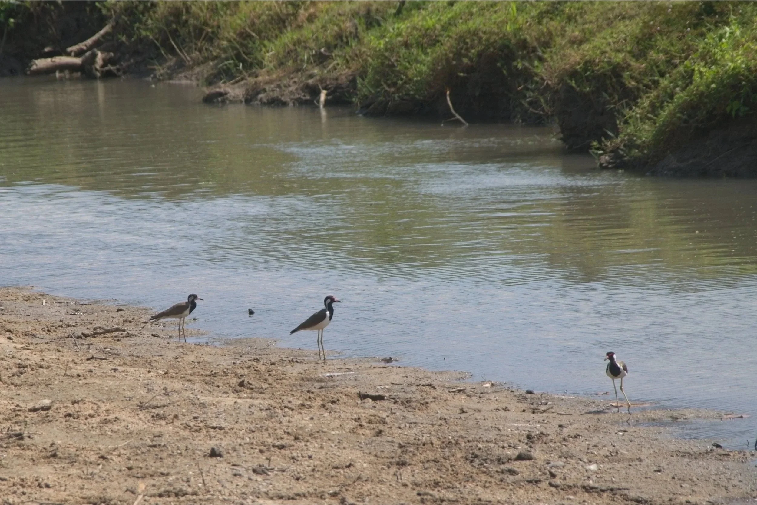 Red Wattled Lapwings