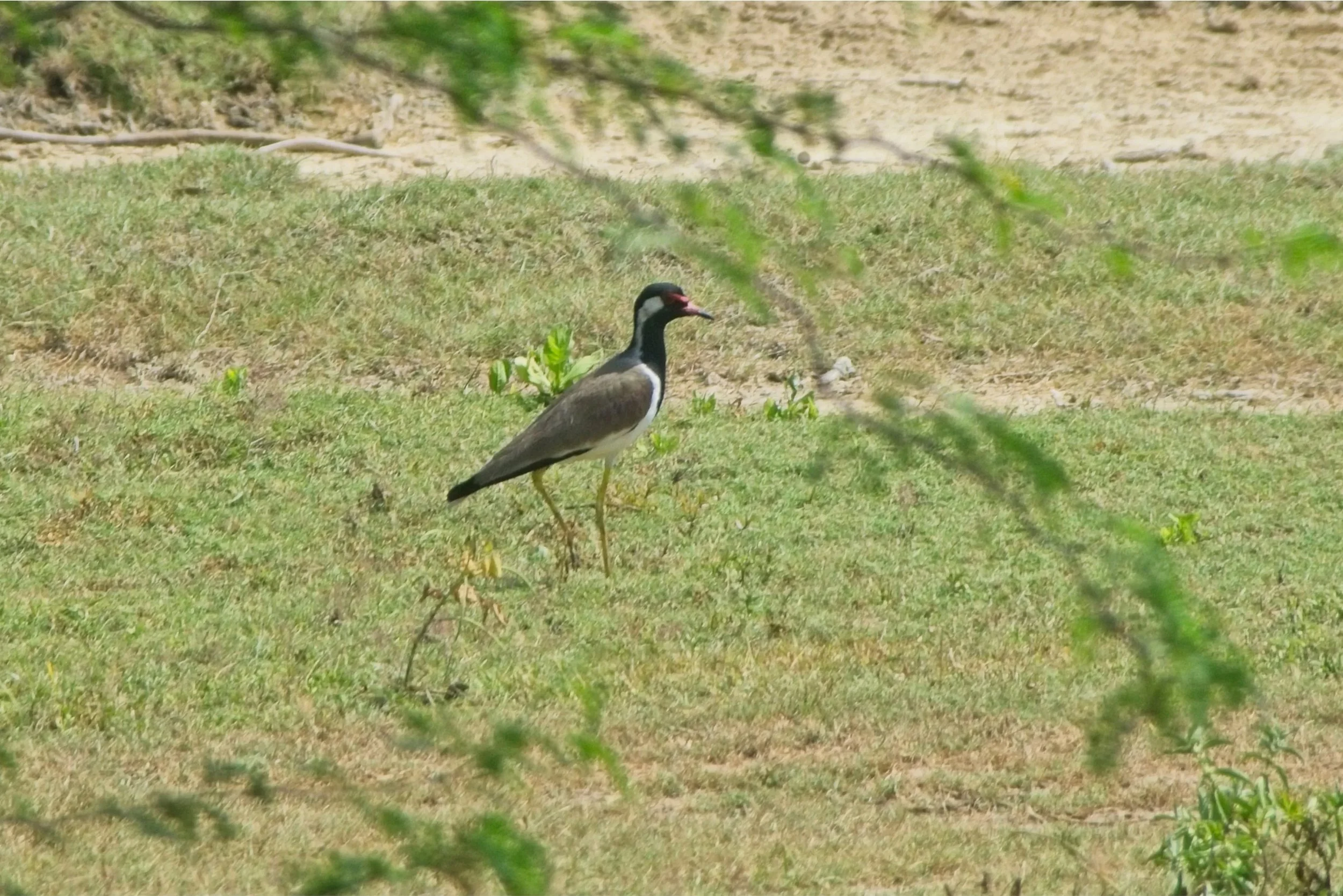 Red Wattled Lapwing