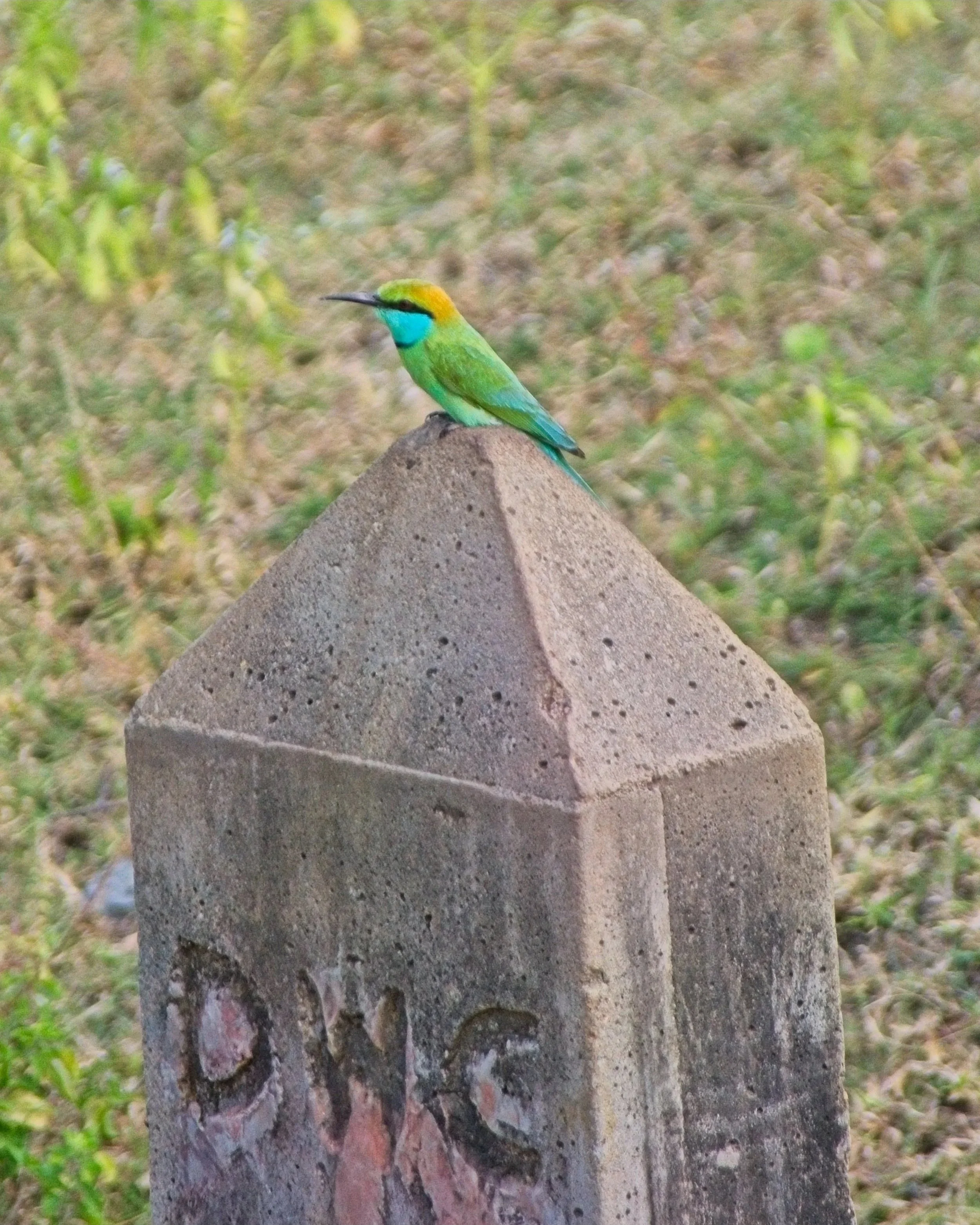 Asian Green Bee-Eater