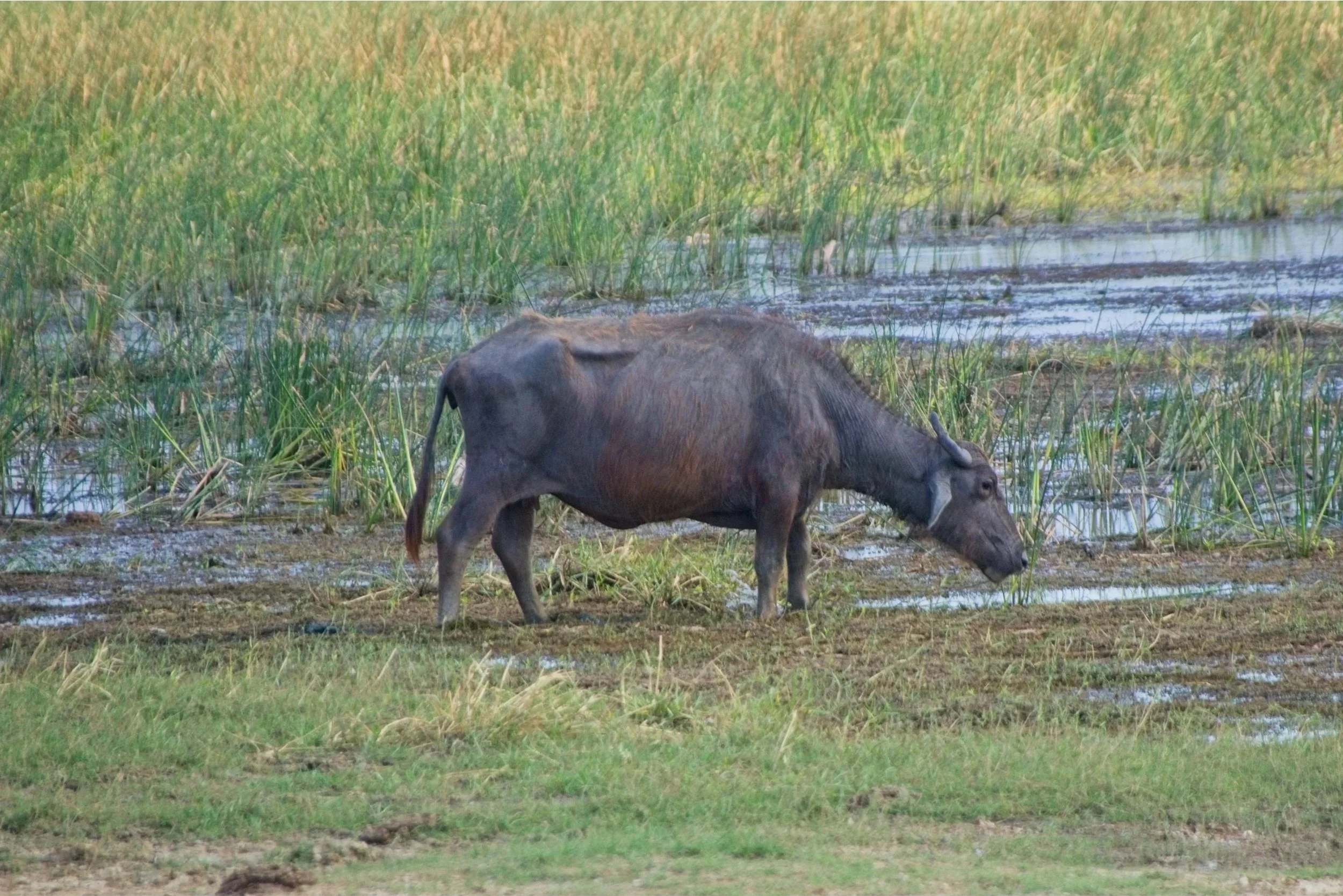 DSC_0213.jpg