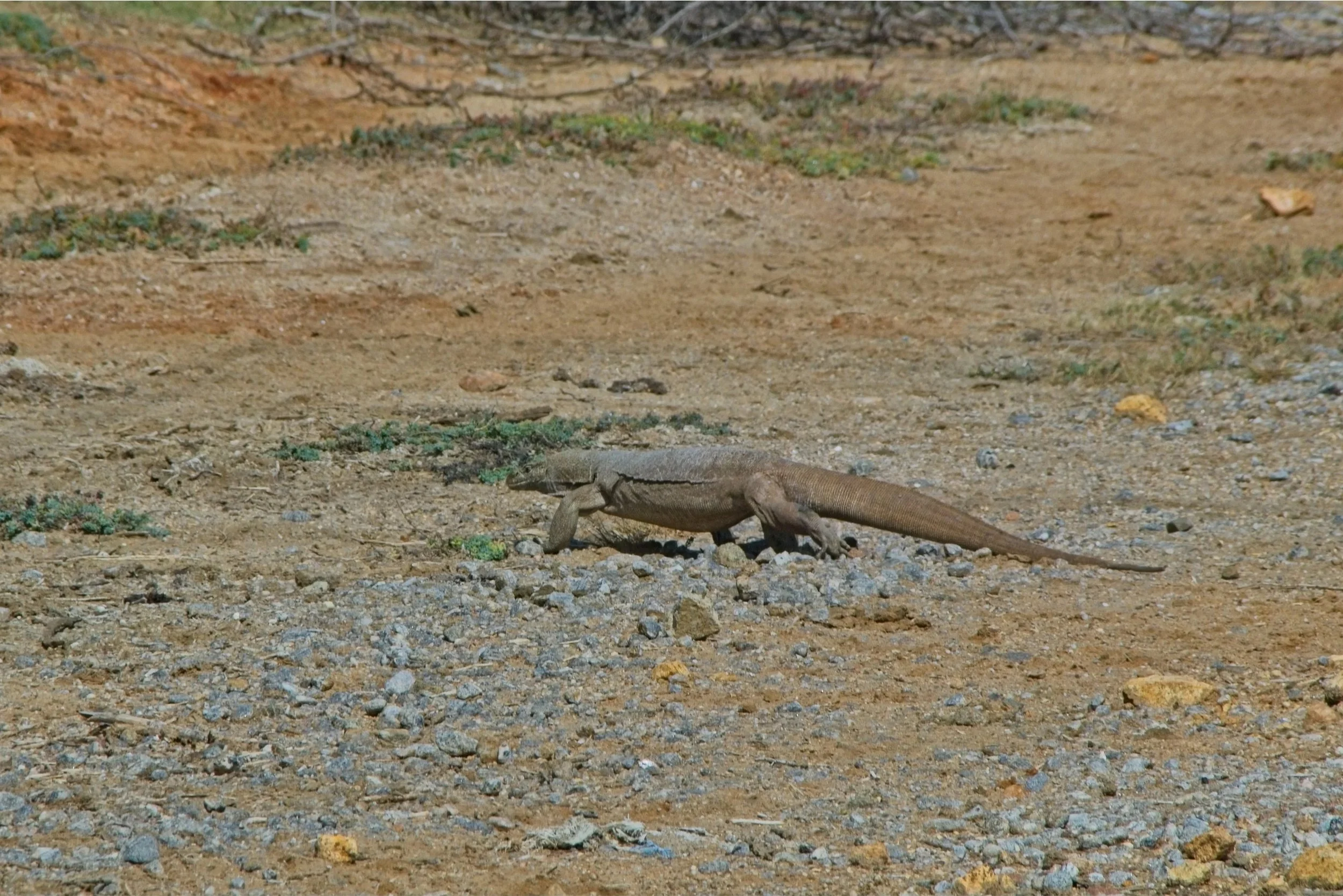 DSC_0215.jpg