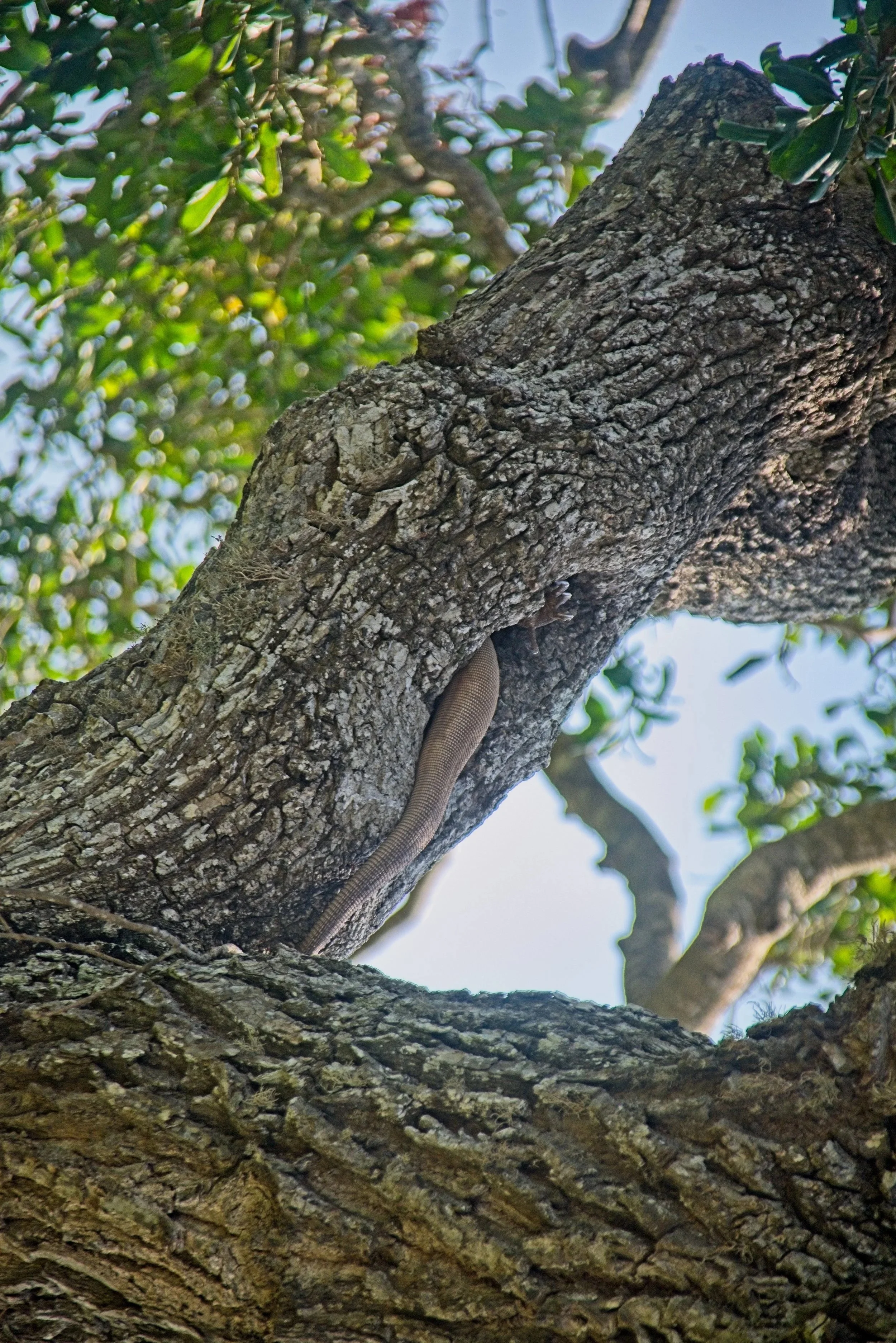 Tail end of a lizard.