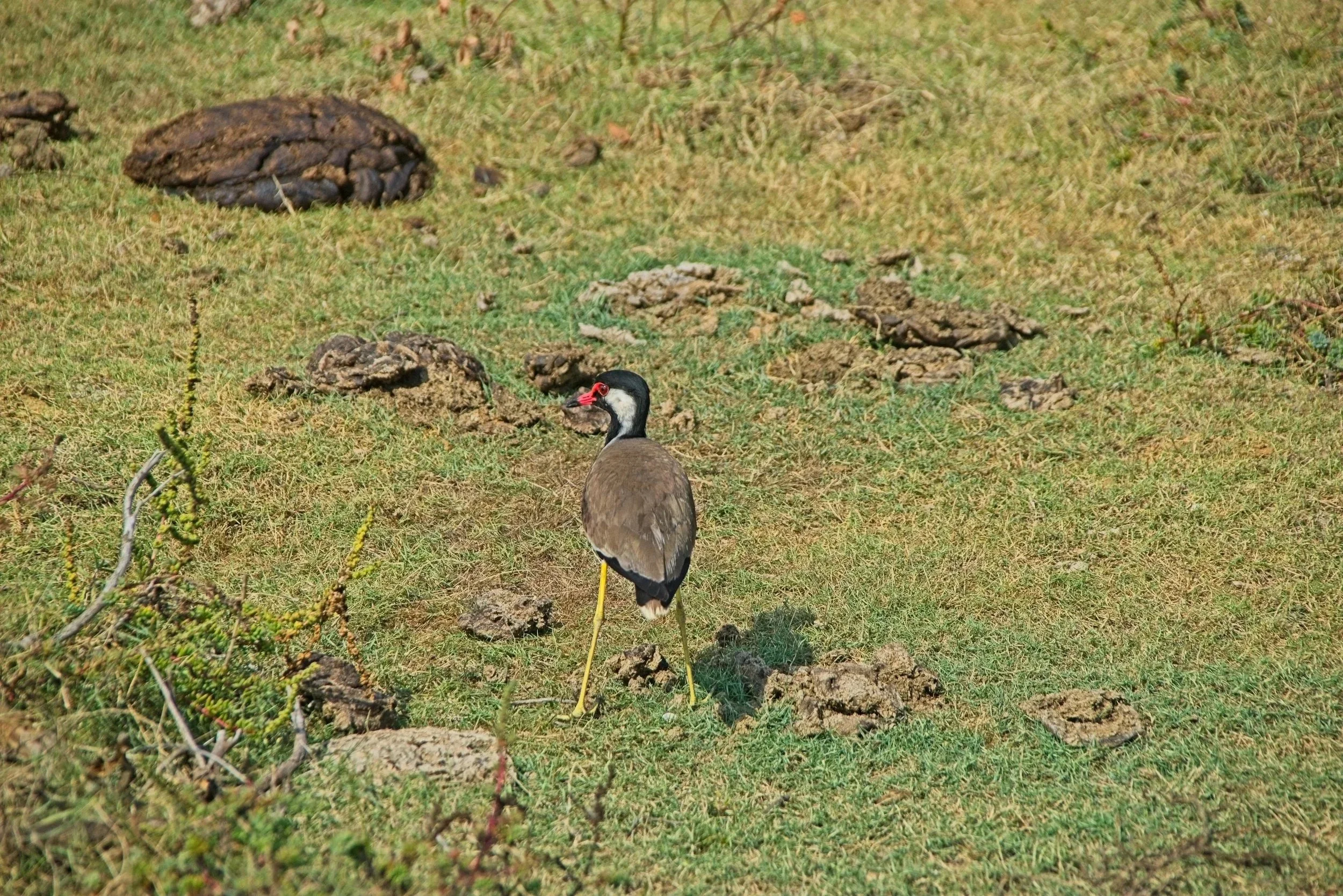 DSC_0225.jpg