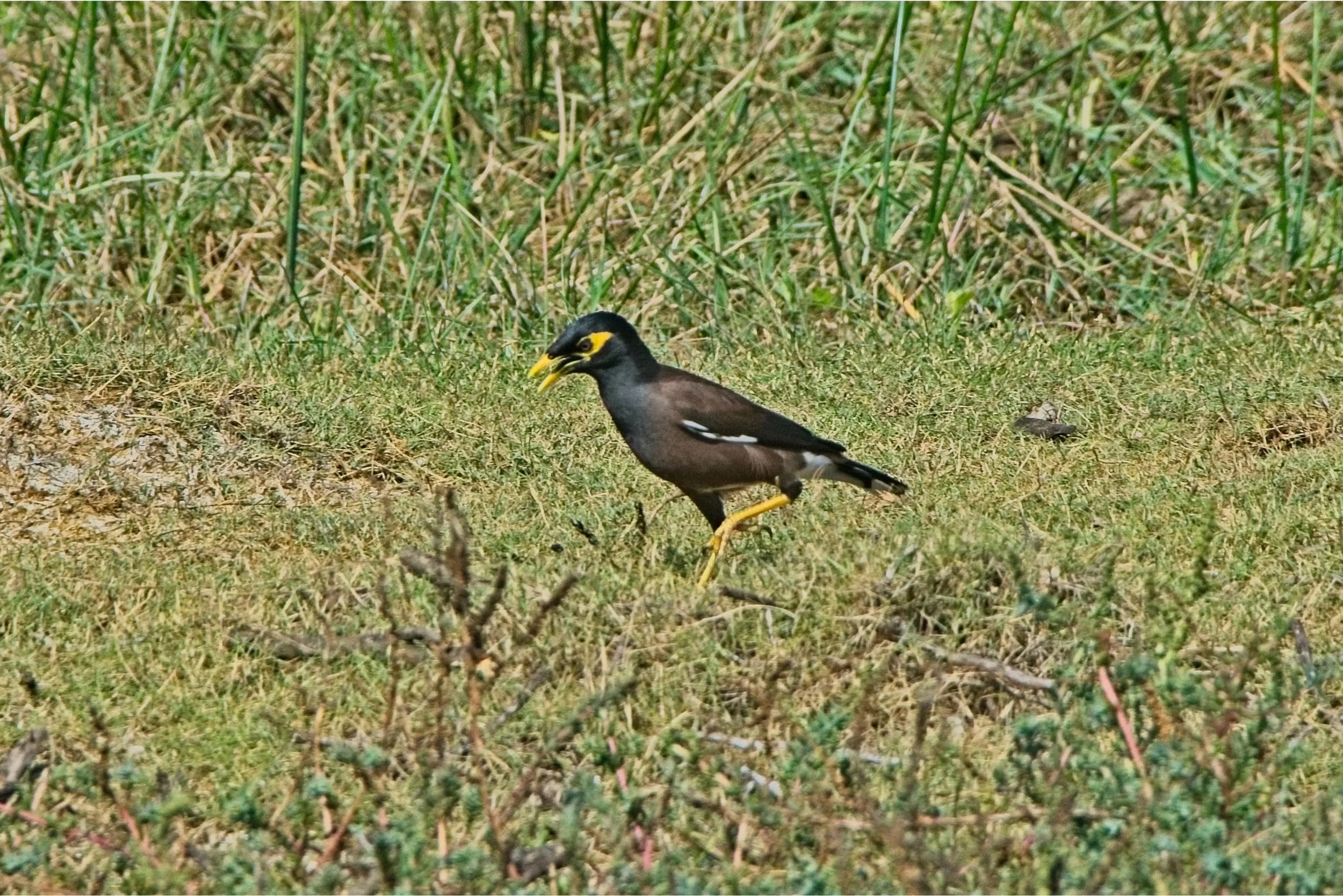 DSC_0229.jpg