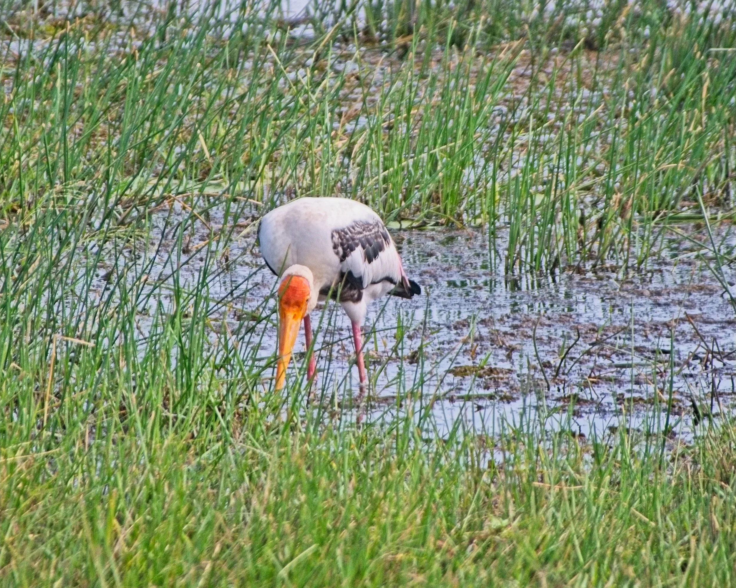 Painted Stork