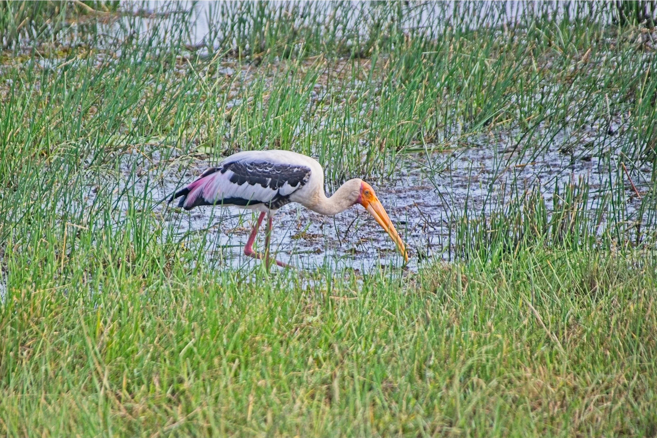 DSC_0233.jpg