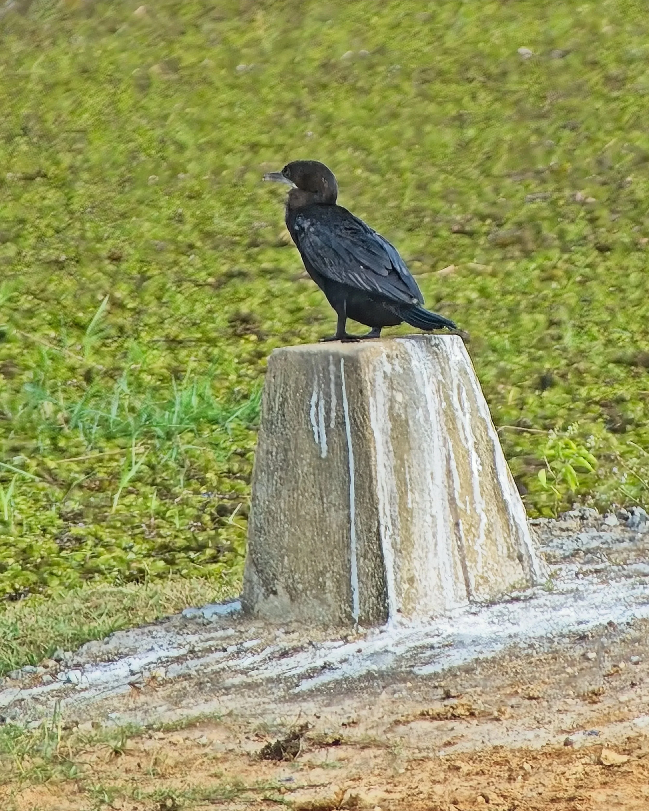 Cormorant