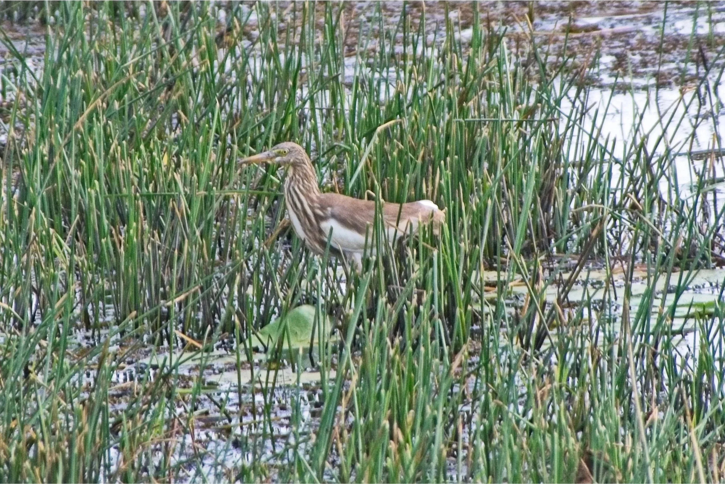 Indian Pond Heron