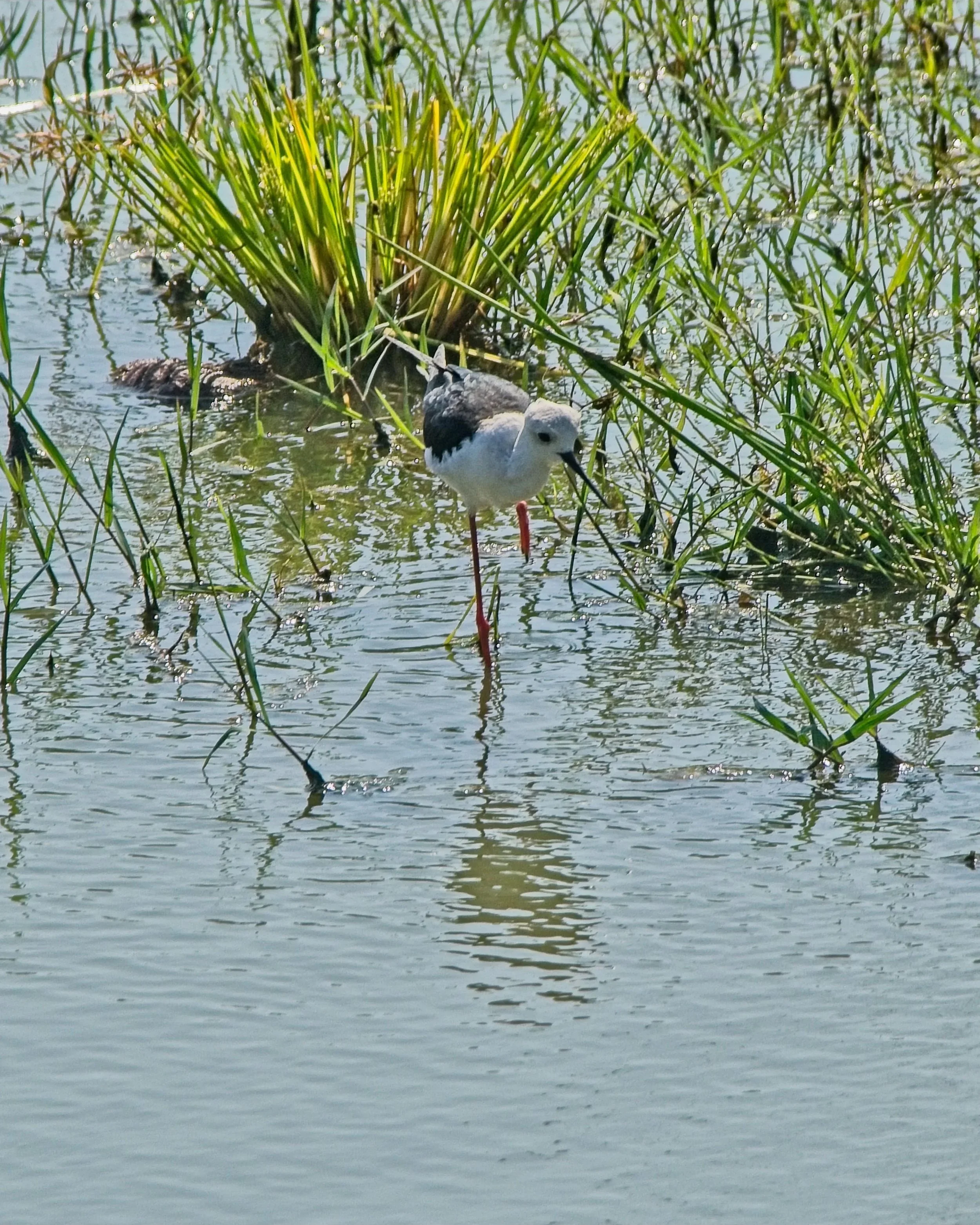 DSC_0258.jpg