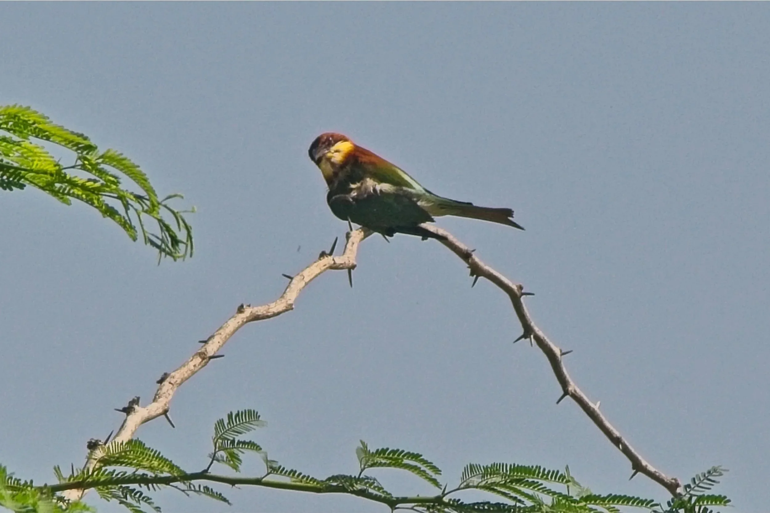 Chestnut Bee-Eater