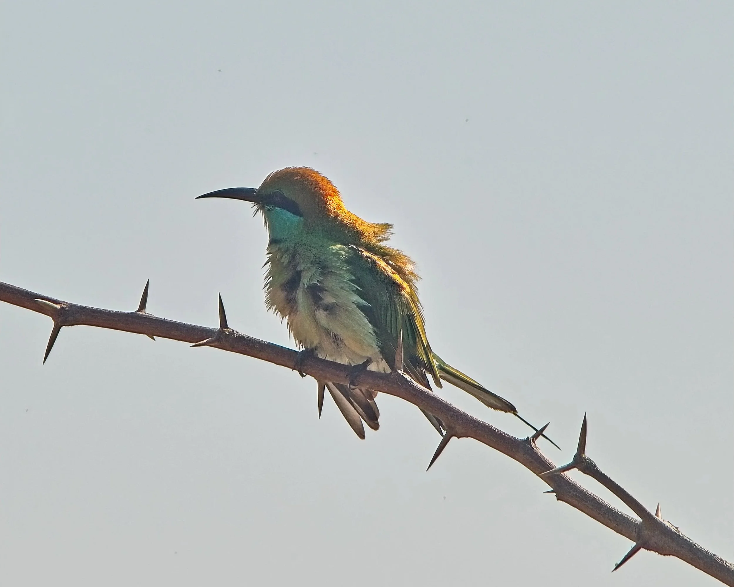 DSC_0271+1.jpg