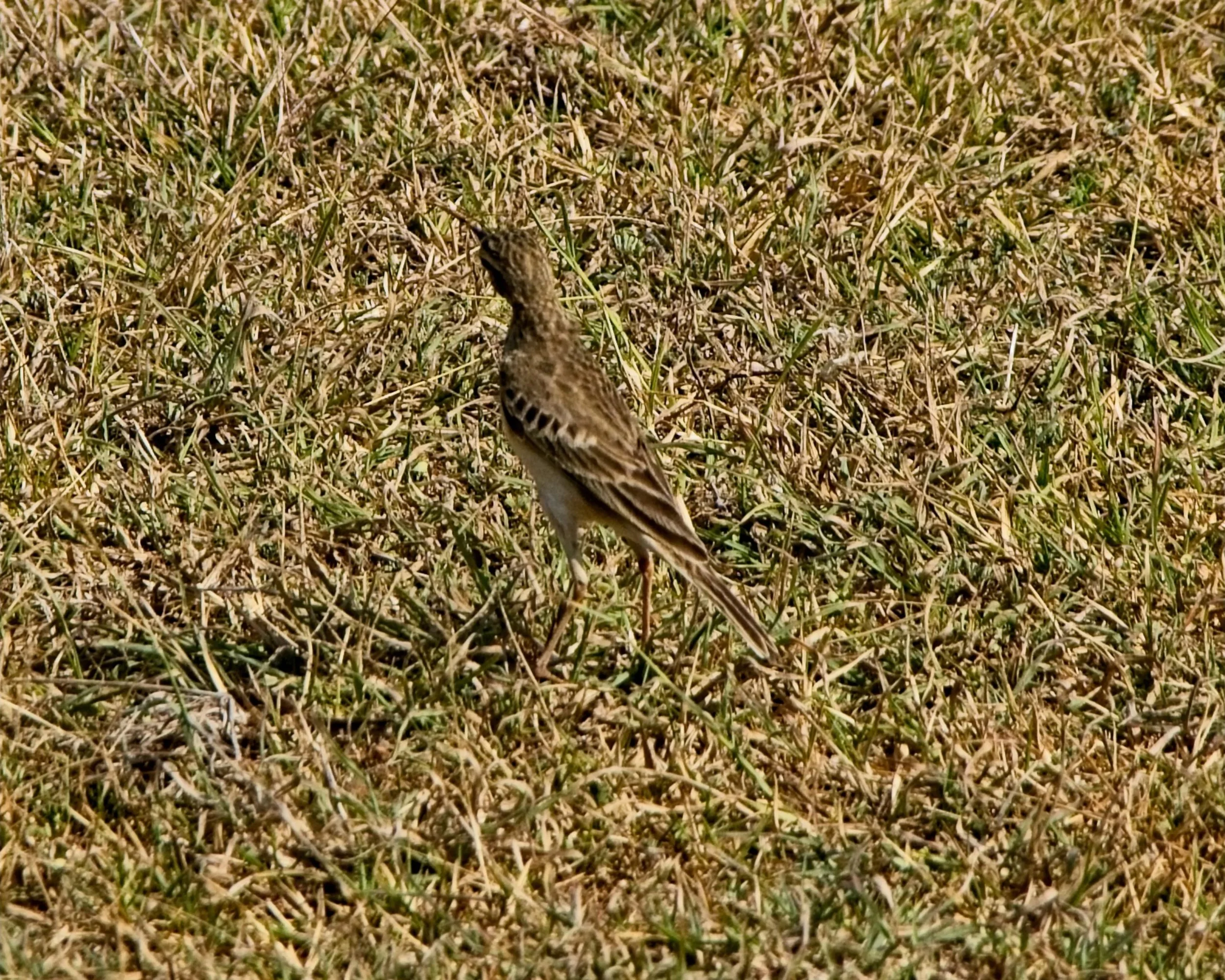 DSC_0276.jpg