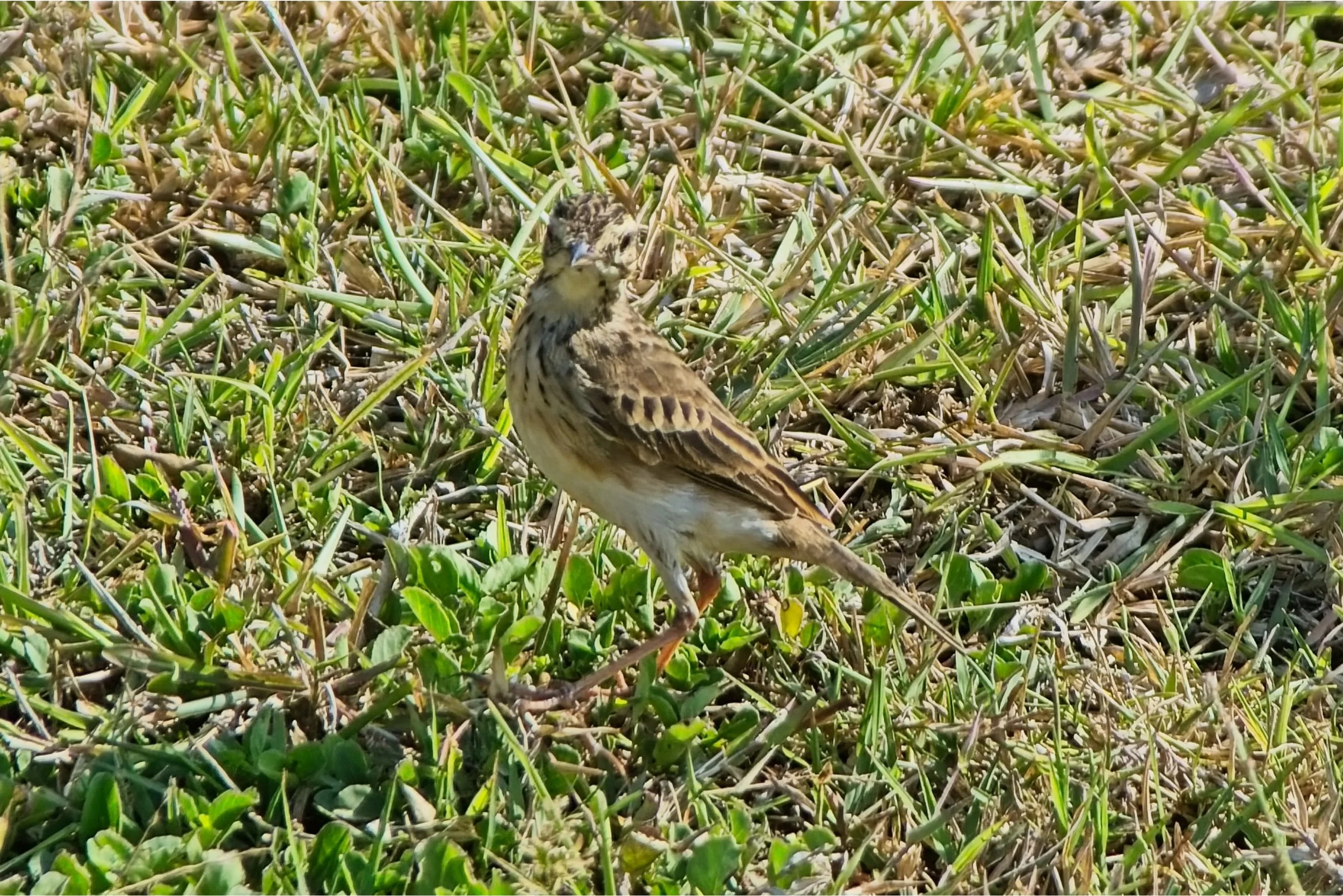 DSC_0282.jpg