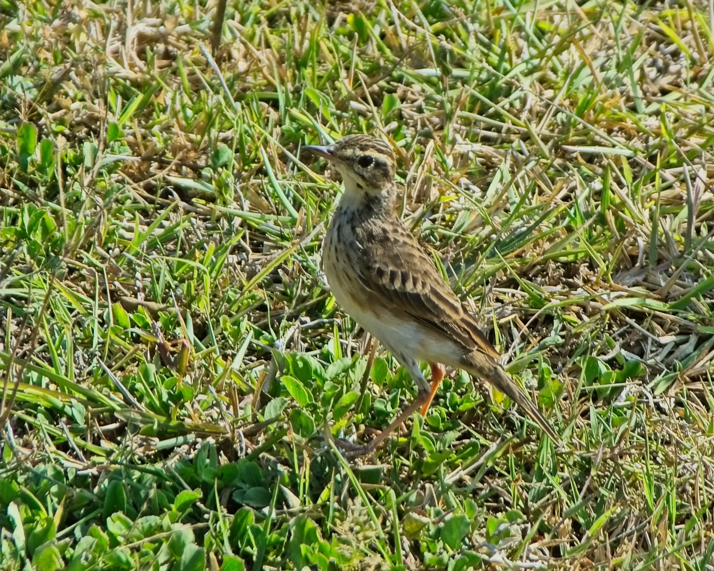 DSC_0283.jpg