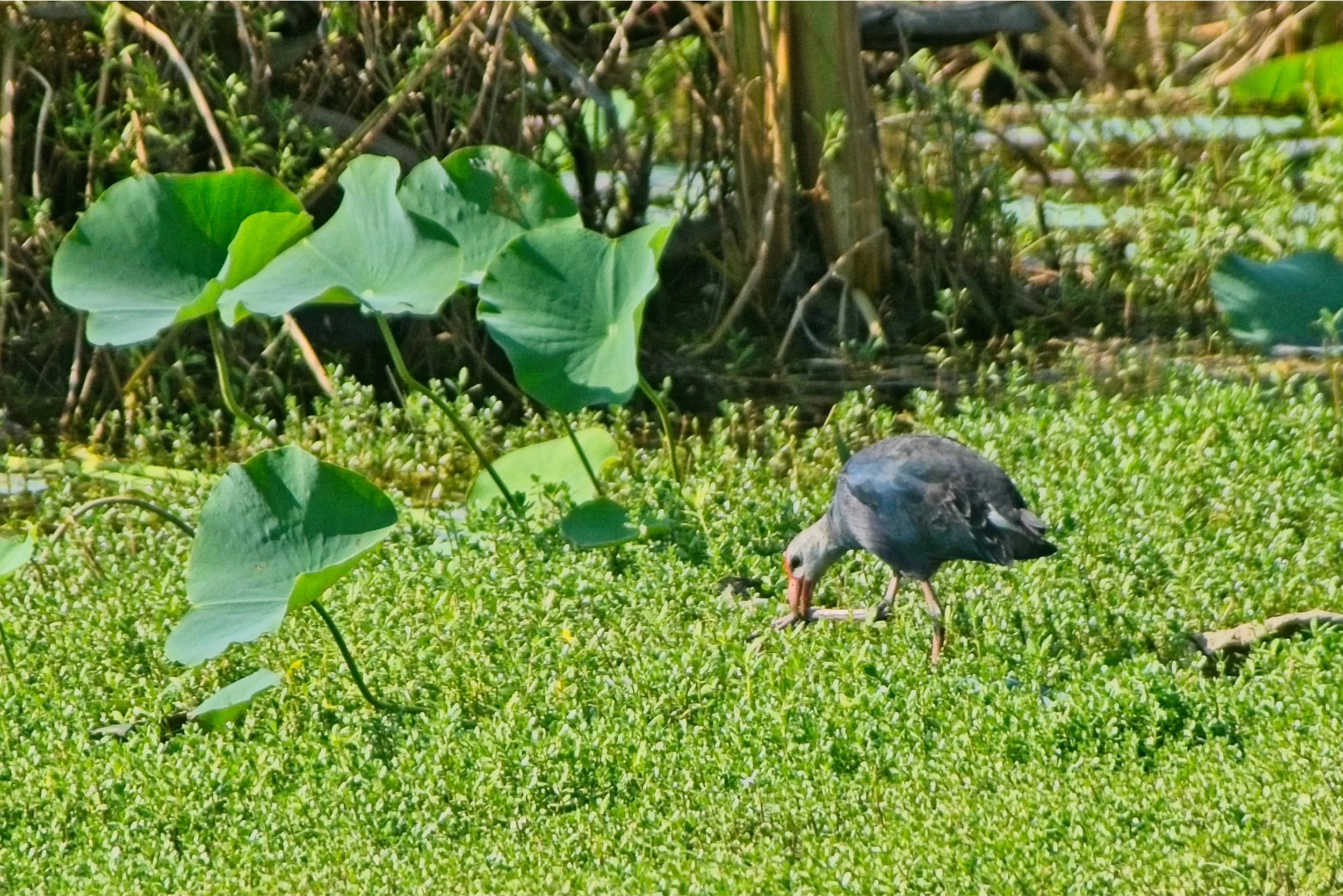 Swamphen