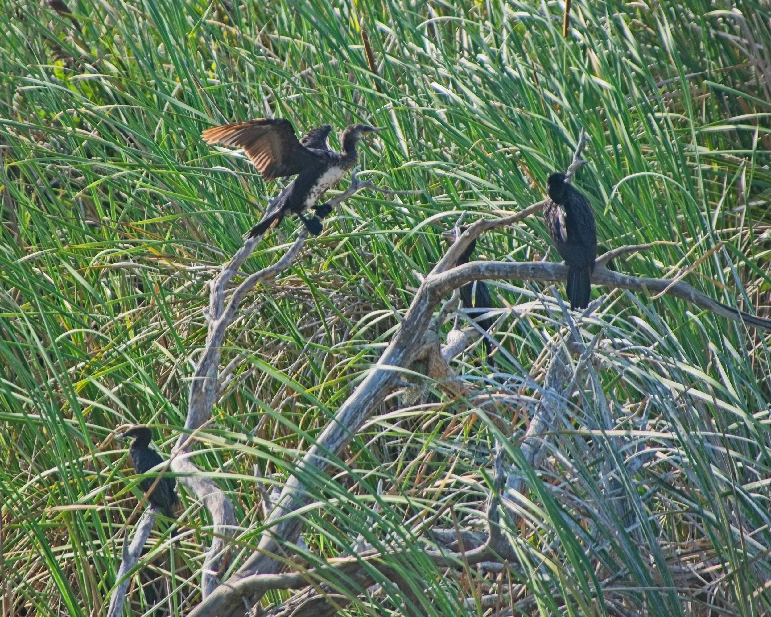 DSC_0298.jpg