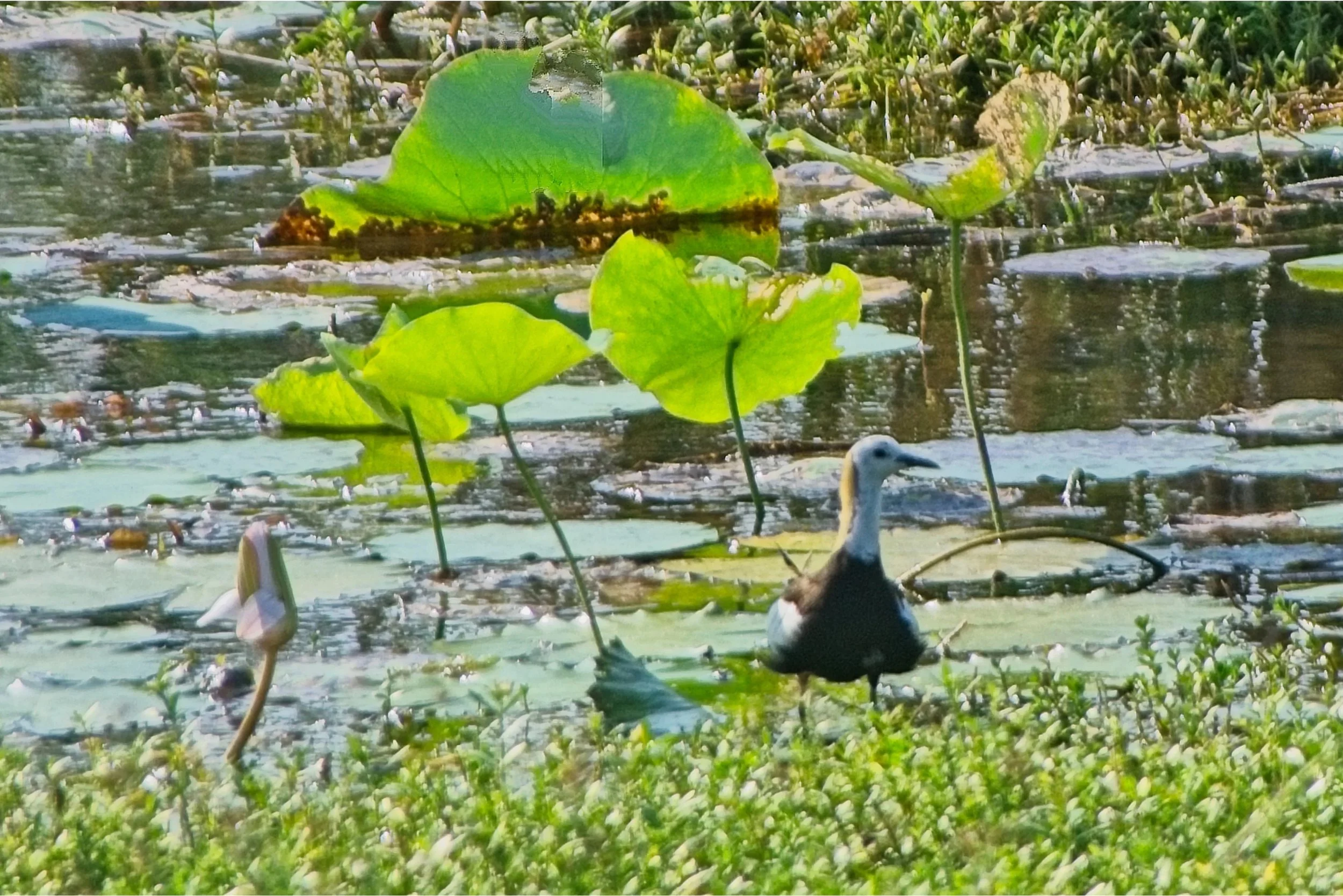 DSC_0301.jpg