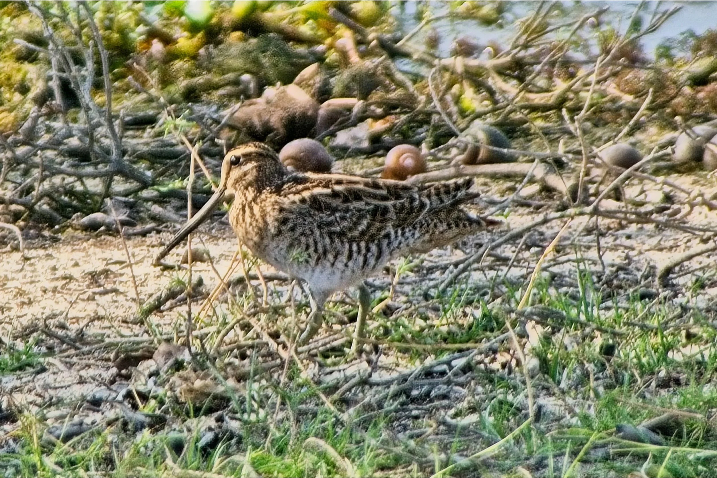 DSC_0304.jpg