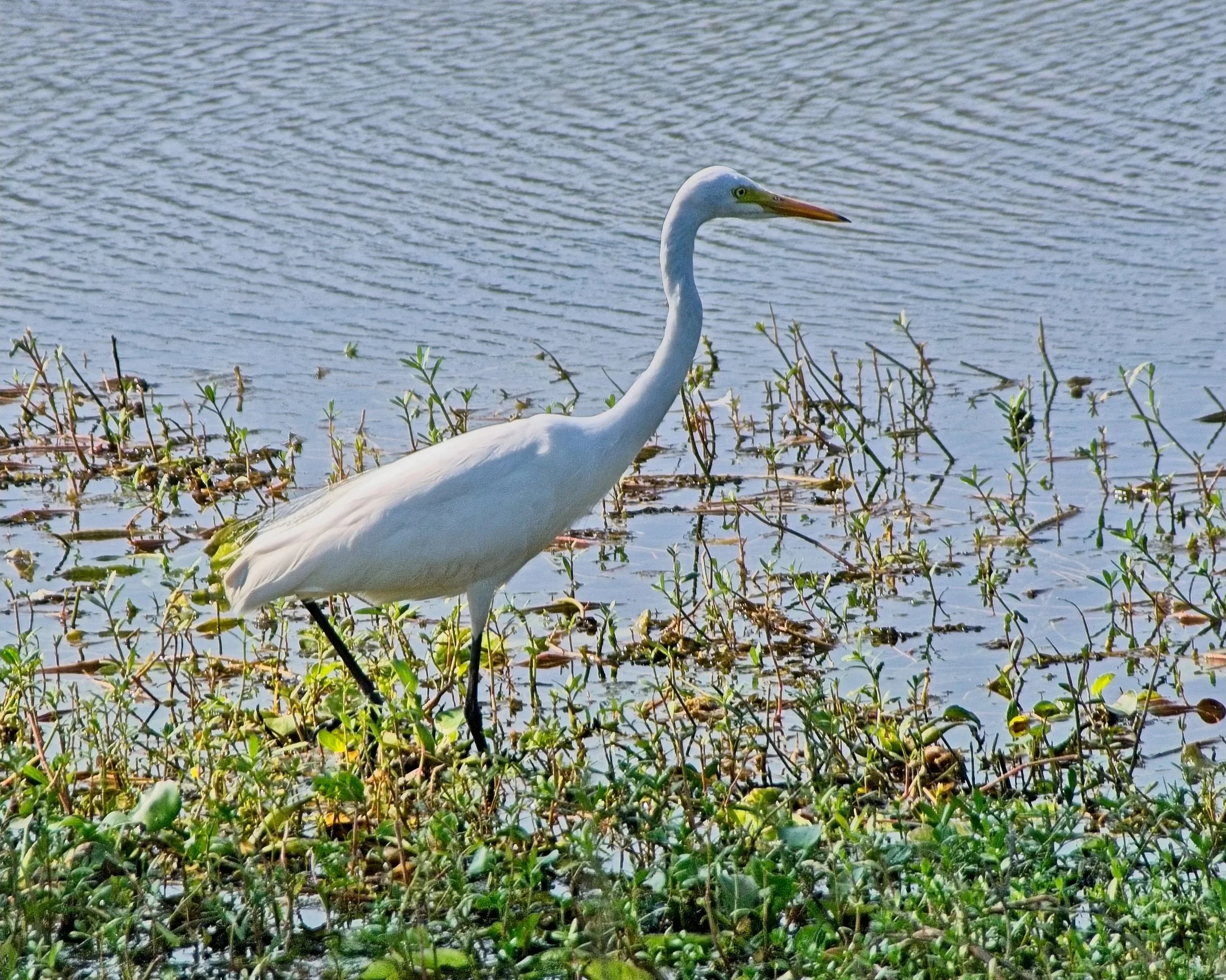 DSC_0305.jpg